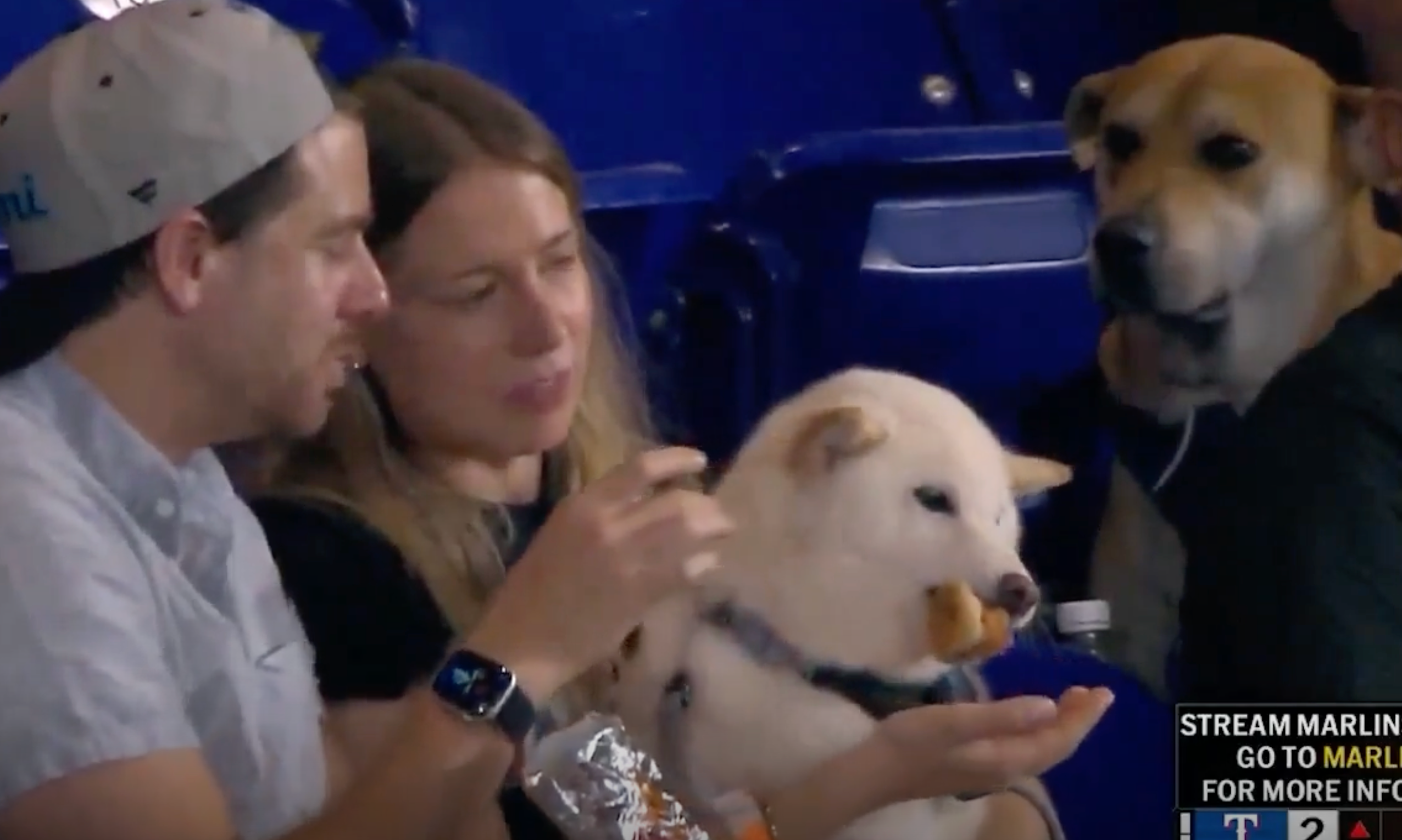 Miami Marlins track down viral ‘very good boy’ who watched as rival pup chowed down on a hot dog at a game – UK Times