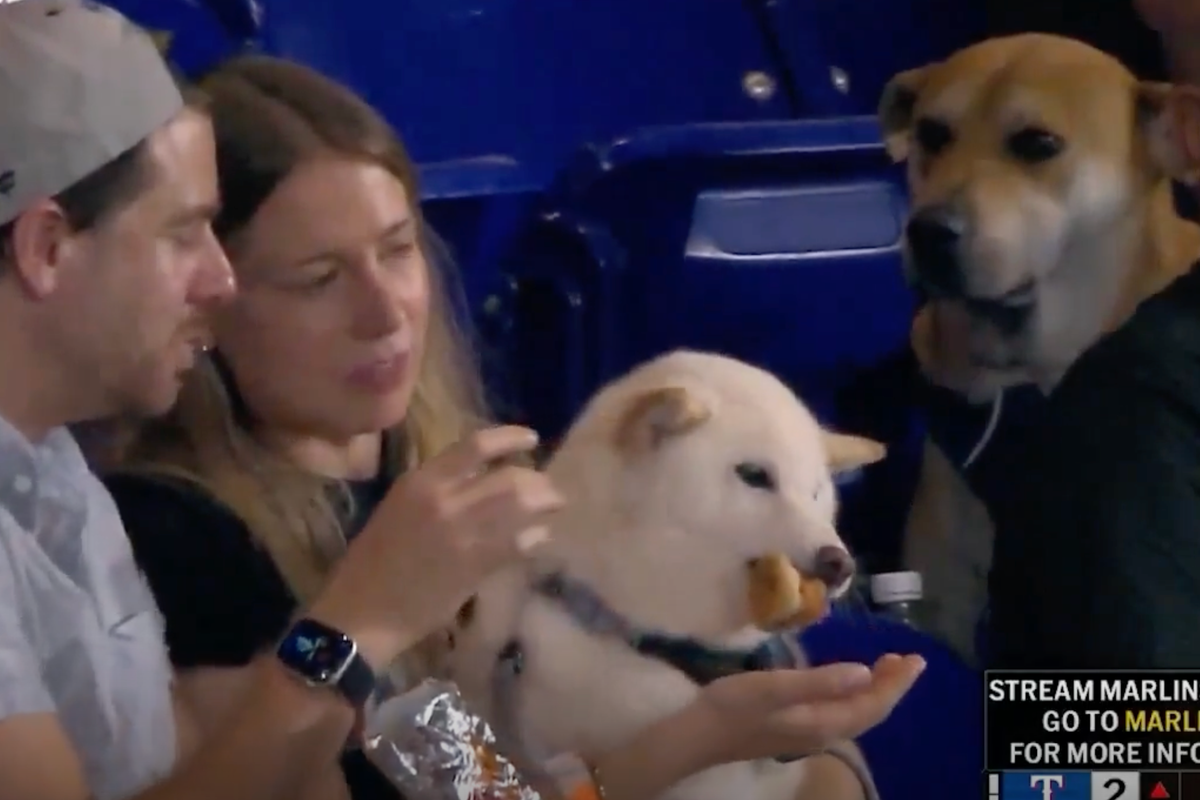 Miami Marlins track down viral ‘very good boy’ who watched as rival pup chowed down on a hot dog at a game – UK Times Miami Marlins track down viral ‘very good boy’ who watched as rival pup chowed down on a hot dog at a game – UK Times