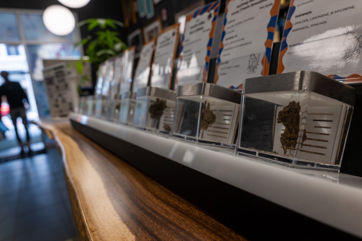 Massachusetts could become the first state to reverse marijuana legalization when it votes in November Massachusetts could become the first state to reverse marijuana legalization when it votes in November