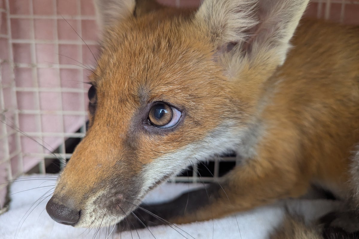 RSPCA issues World Cup warning after wildlife caught in goal netting RSPCA issues World Cup warning after wildlife caught in goal netting