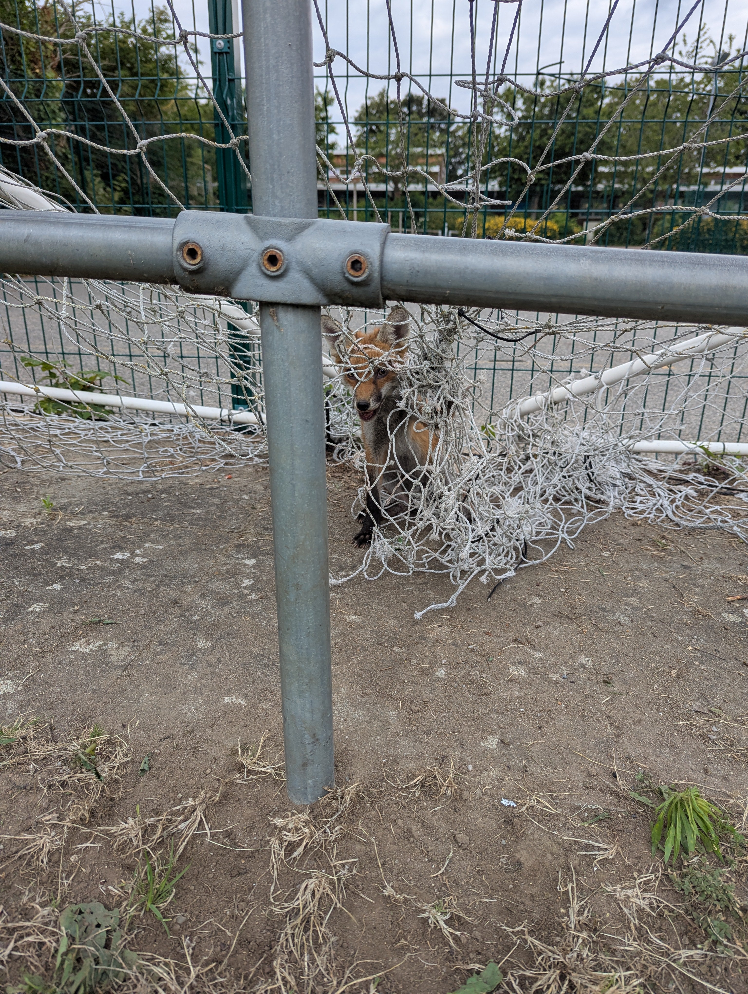 A young fox became trapped in football goal netting in north London