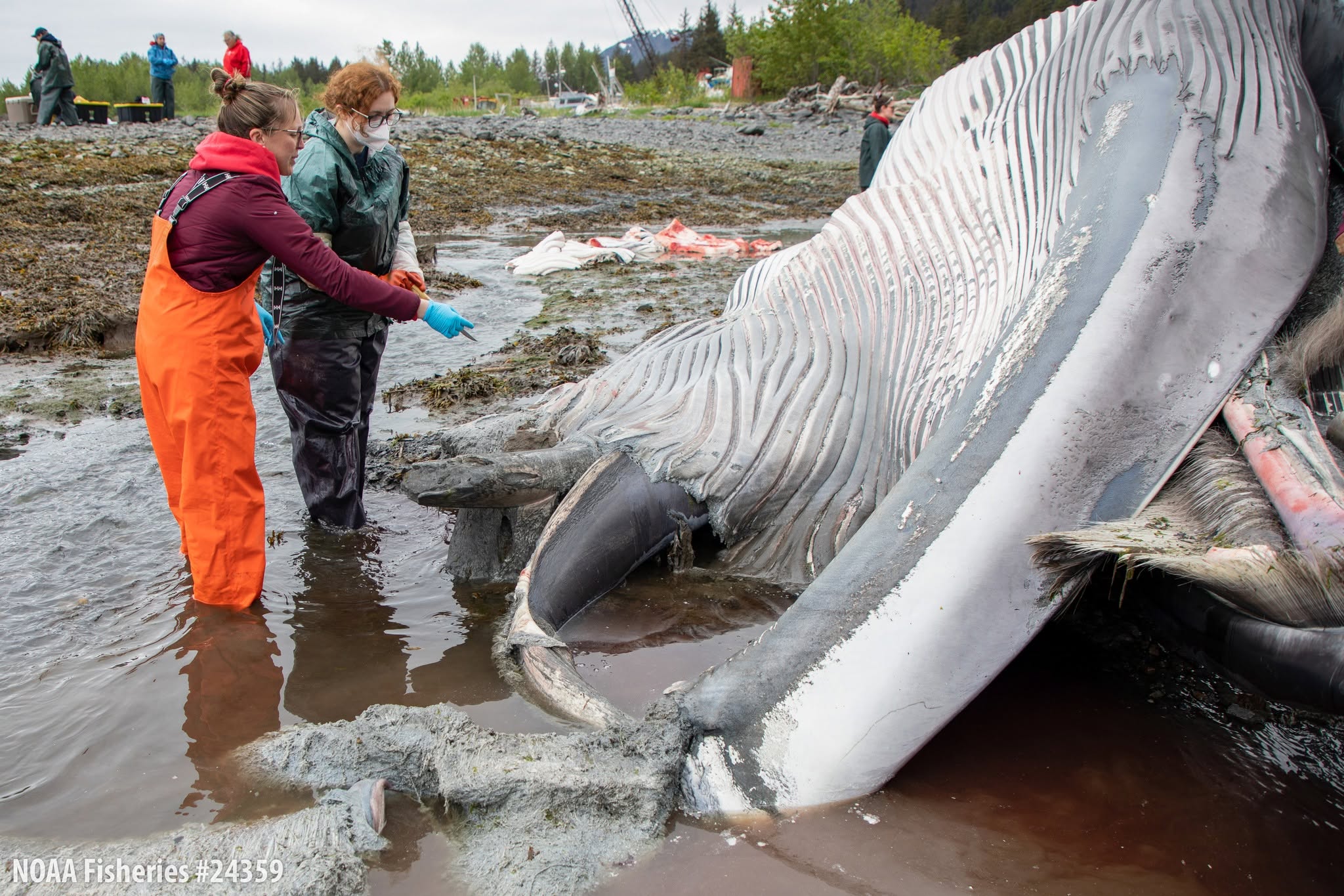 The whale’s official cause of death will not be confirmed until additional testing is complete, which could take months (Alaska SeaLife Center | Kaiti Grant)