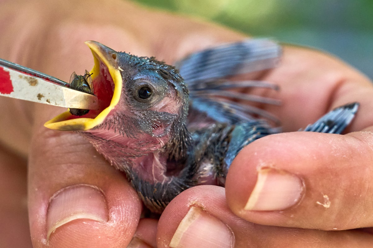 People aren’t the only ones hit by heat. What to do if you see wildlife affected by hot temperatures – UK Times
