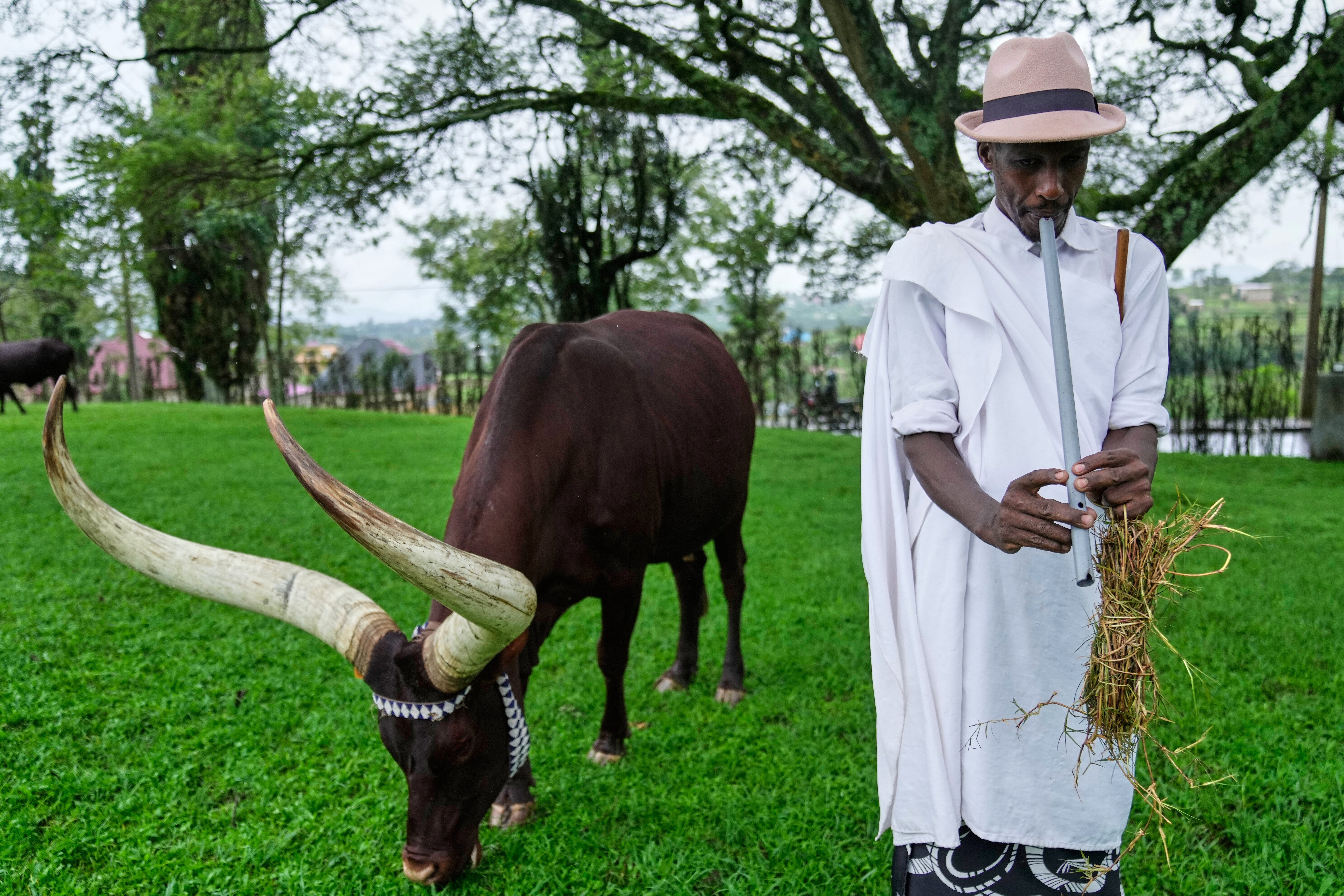 AFR-GEN RUANDA-VACAS REALES