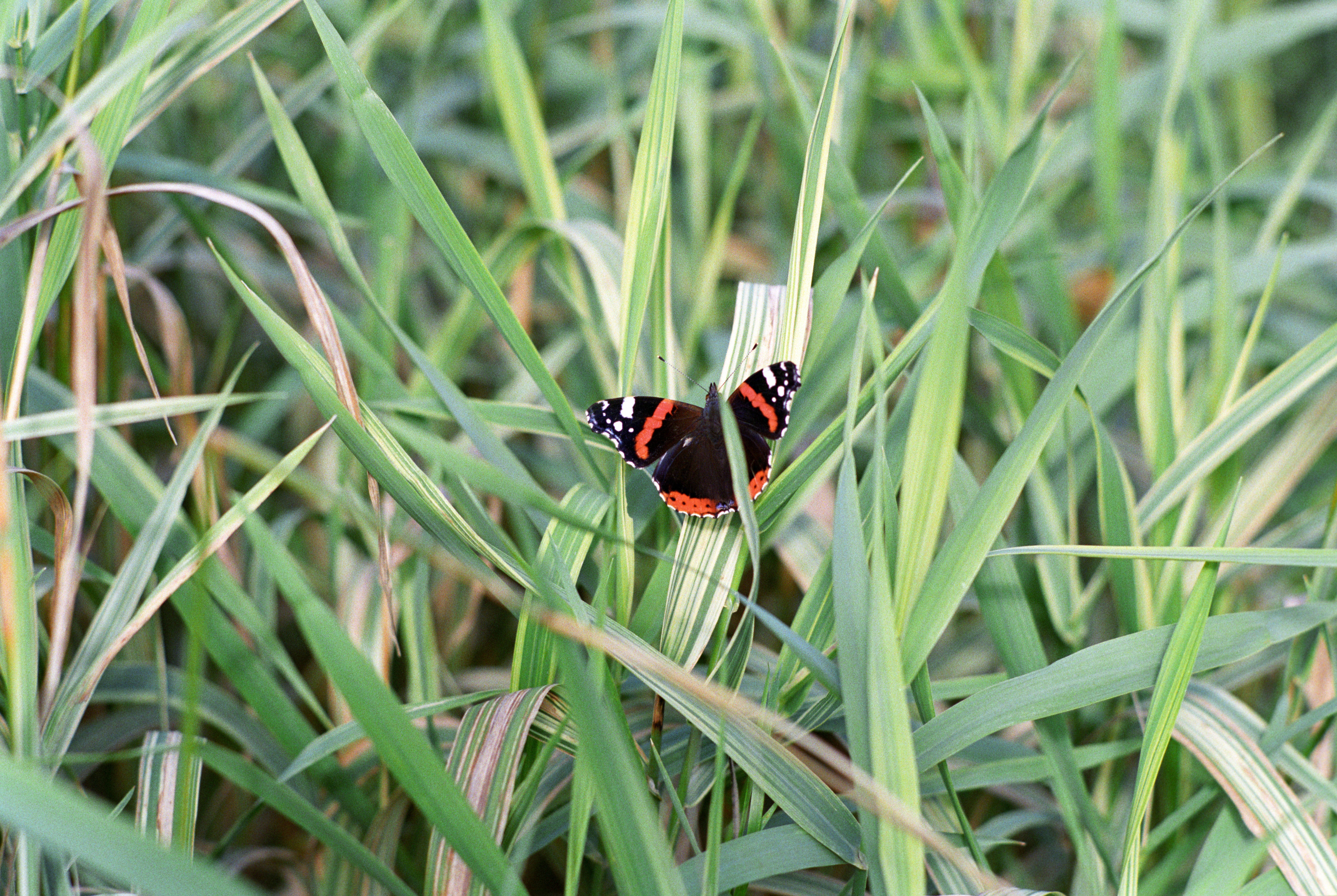 A red admiral shelters in long grass (Alamy/PA)