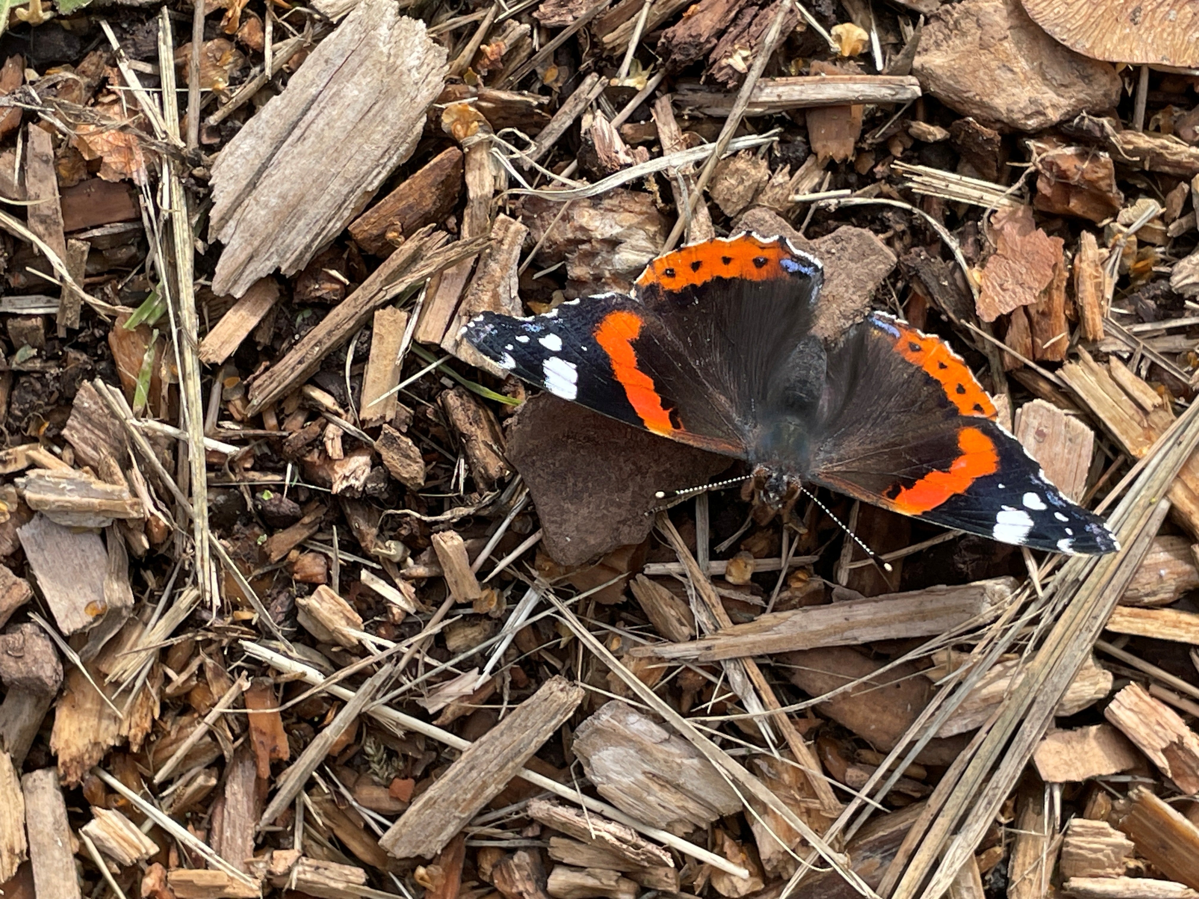 Eleanor Dodson/Butterfly Conservation/PA)