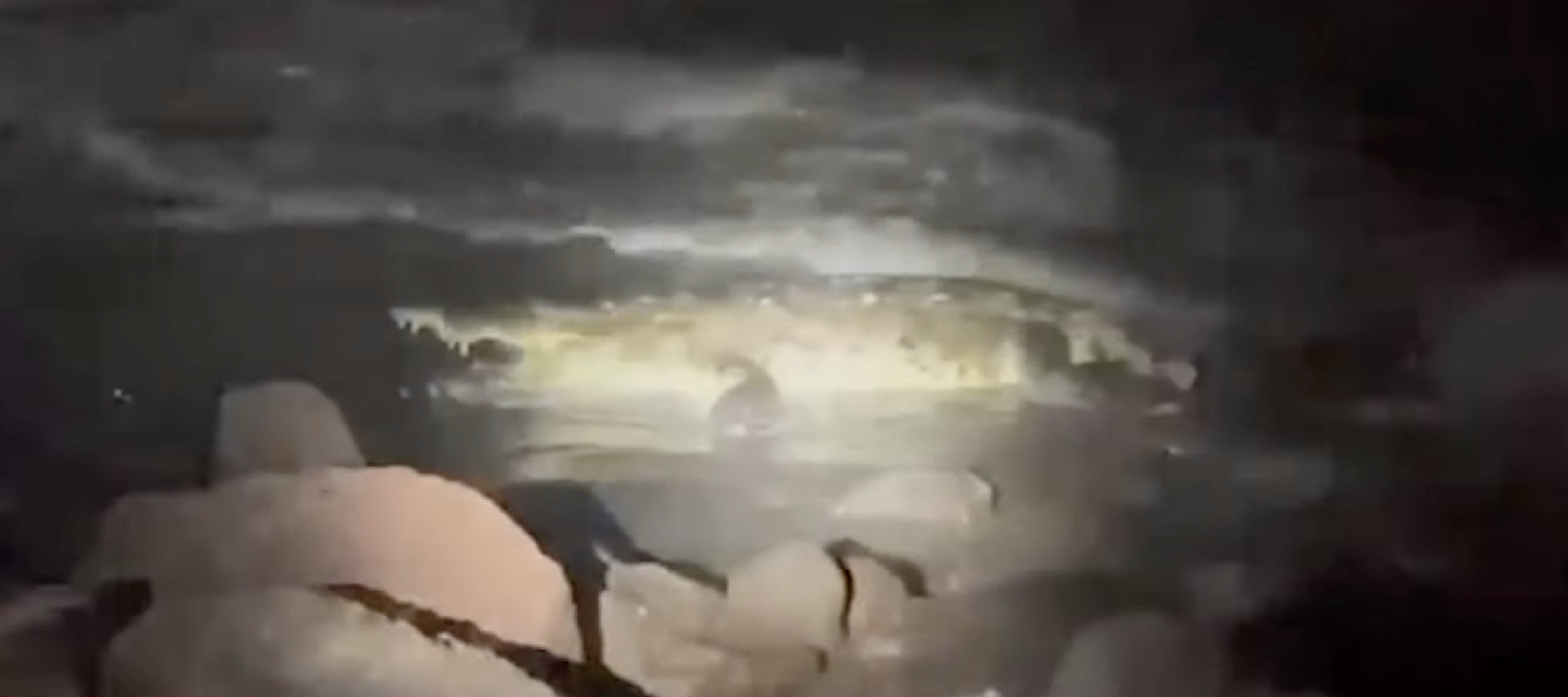 Local media in Mexico showed footage of the crocodile said to have killed the swimmer