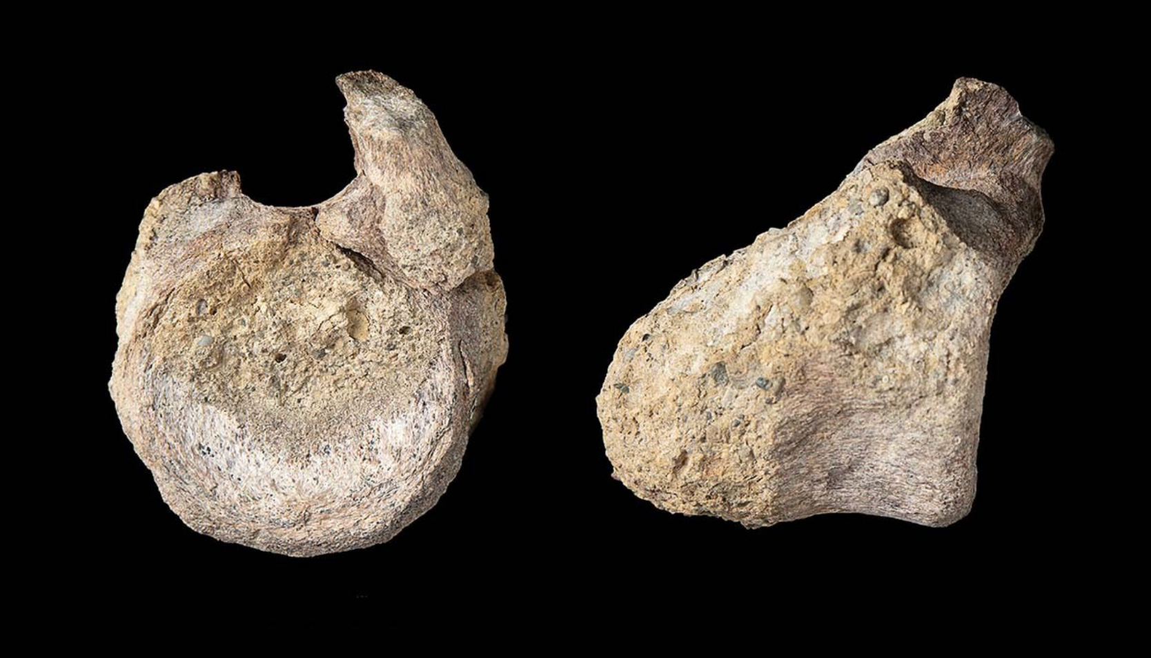 The fossil was immediately recognised by Dr Mark Evans as a dinosaur vertebra