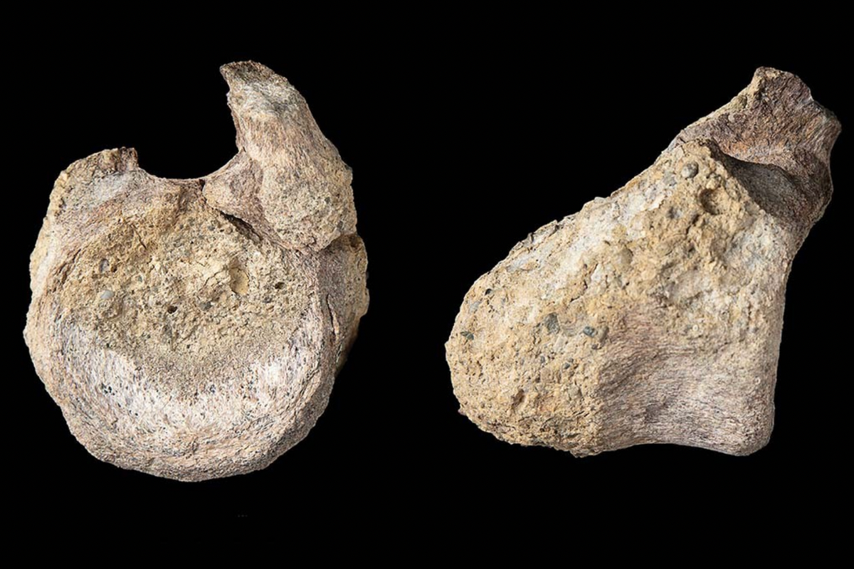 O primeiro osso de dinossauro da Antártida passou despercebido durante 40 anos O primeiro osso de dinossauro da Antártida passou despercebido durante 40 anos