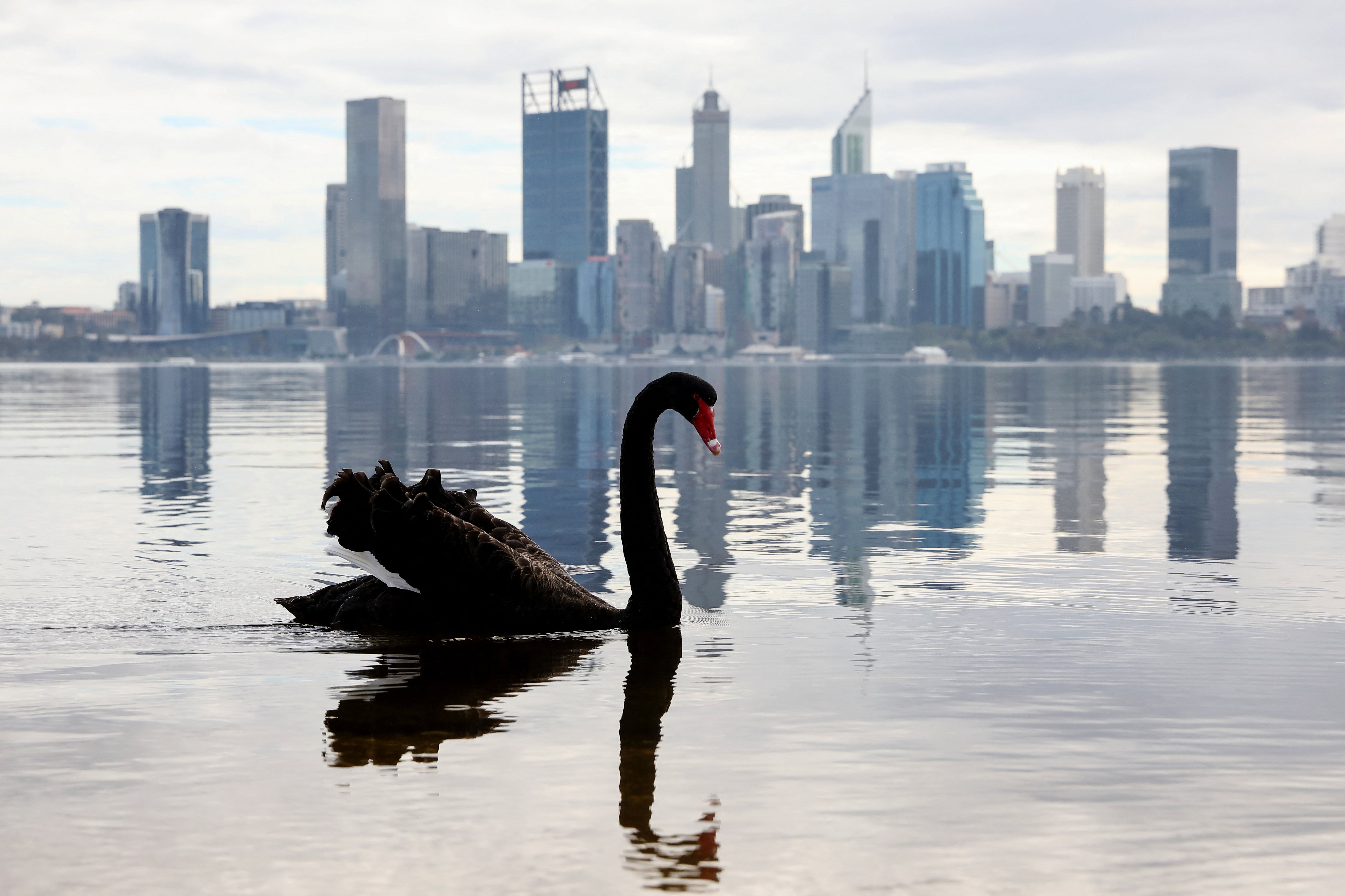 A swan swims in front of the central business district (CBD) of Western Australia's capital city of Perth. (AFP/Getty)