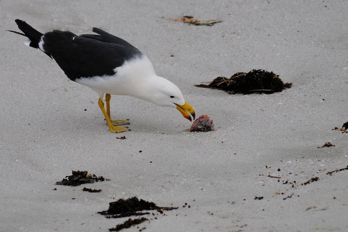 H5N1 on the Australian Mainland The Mechanics of Biosecurity Breakdown