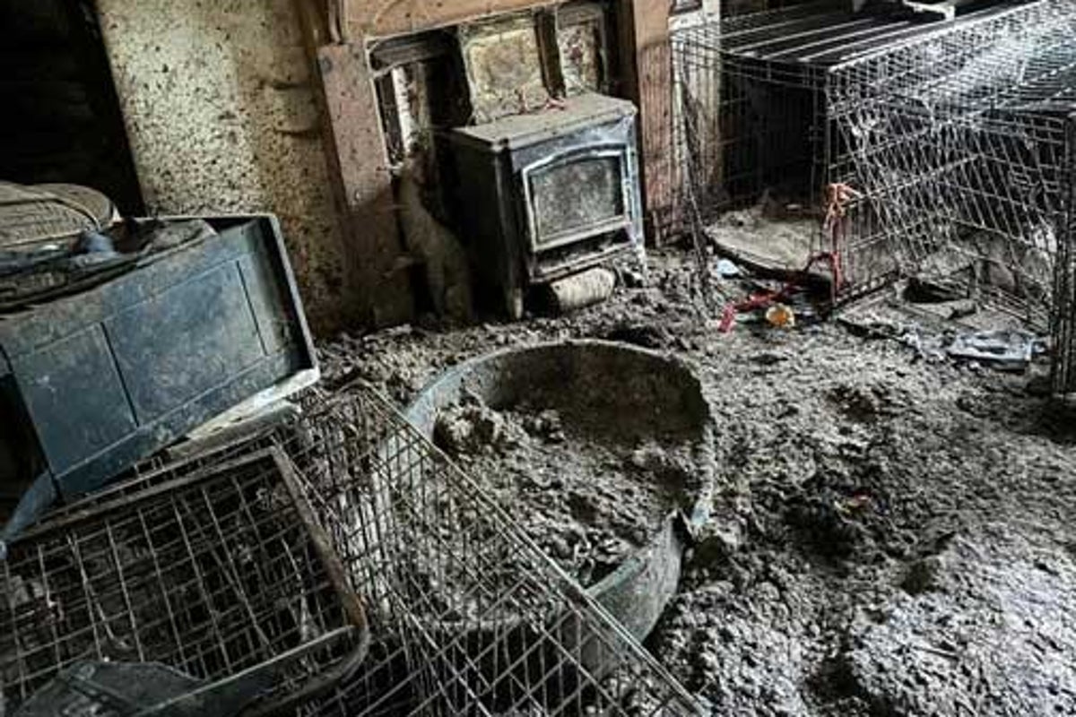 Crufts winner banned from owning dogs for a decade after dozens found starving in her squalid home