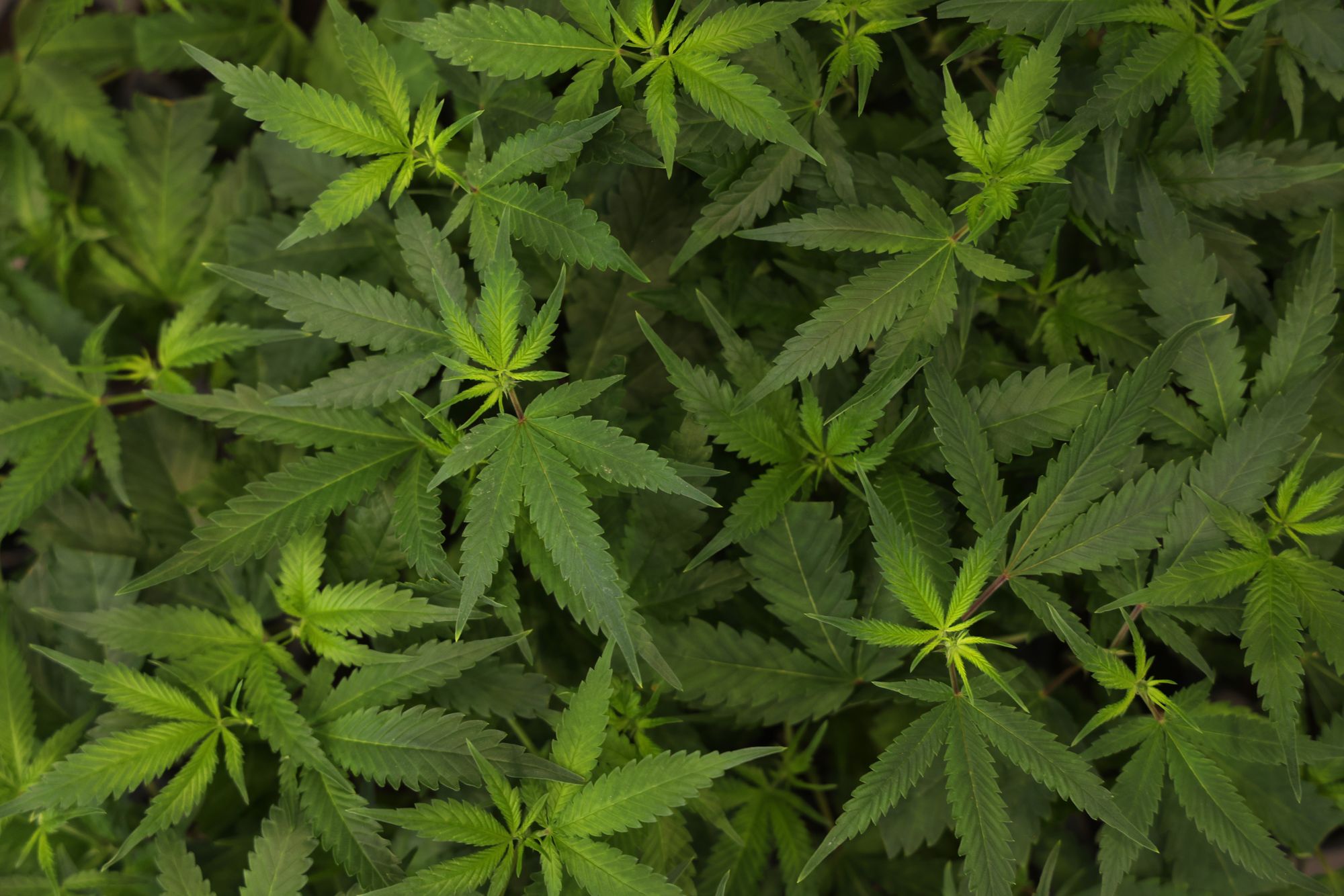 independent.co.uk - Katie Hawkinson - Idaho marijuana initiative hits snag after thousands of signatures are turned in late