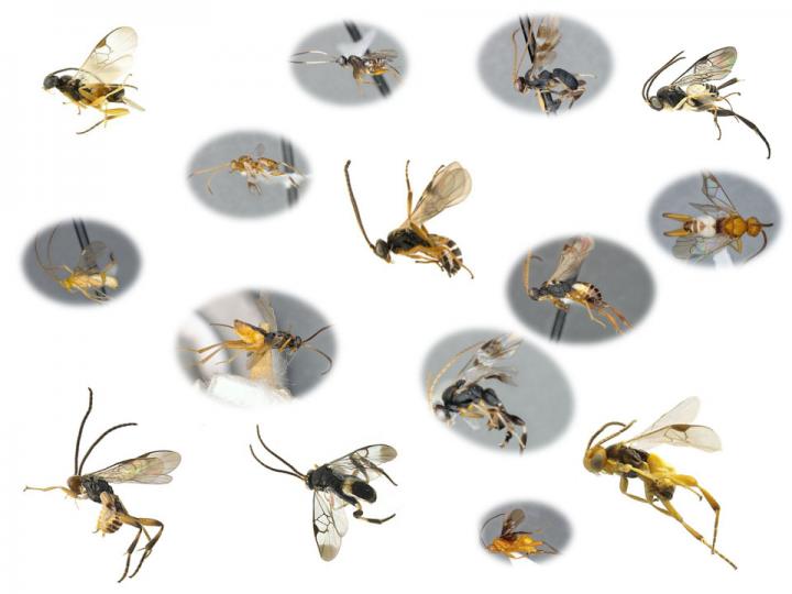 More than a dozen species of Microgastrinae wasps are seen in this composite image. There were 3,000 known species in 2020