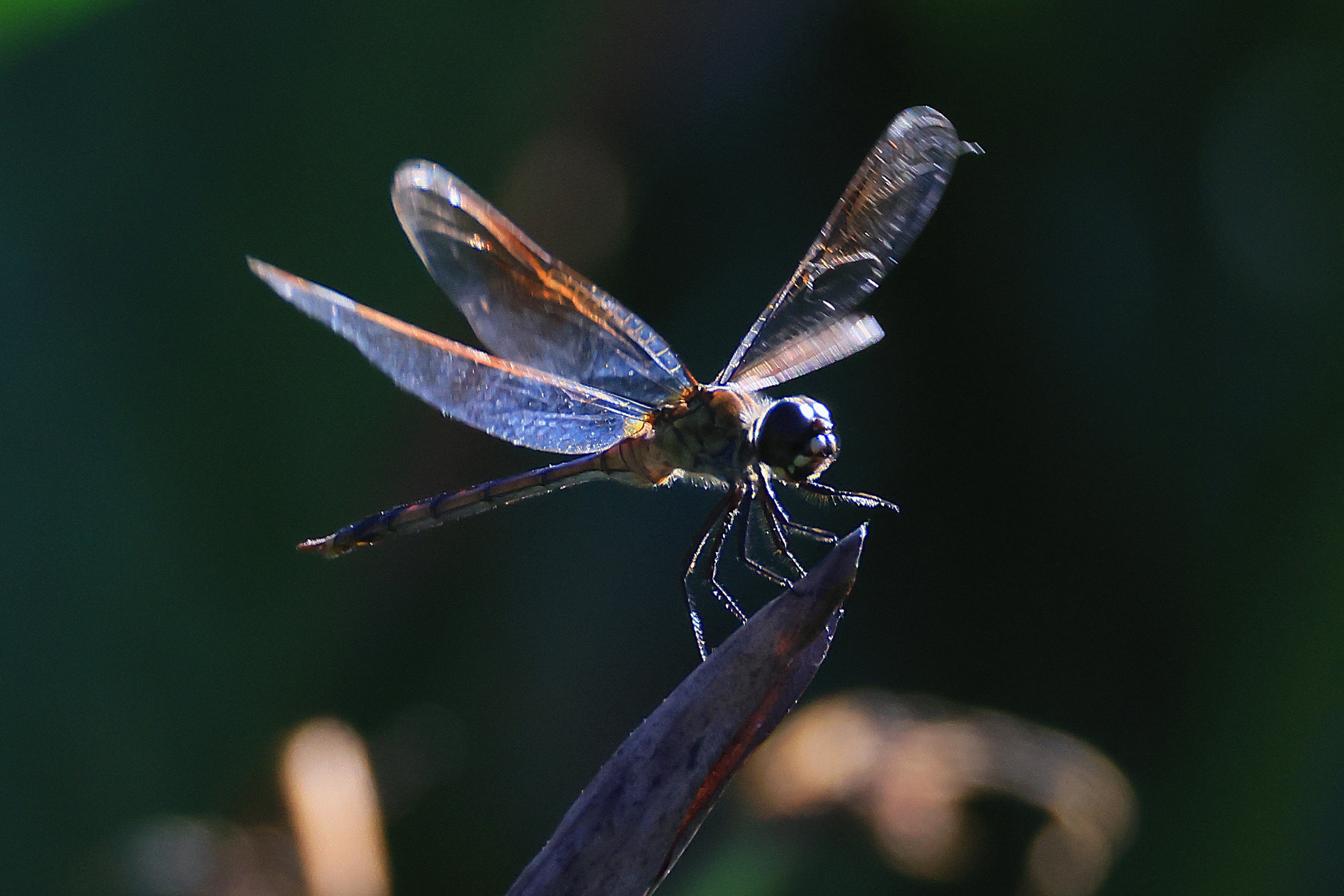 The U.S. has approximately 91,000 insect species, which are threatened by habitat loss, climate change and other factors