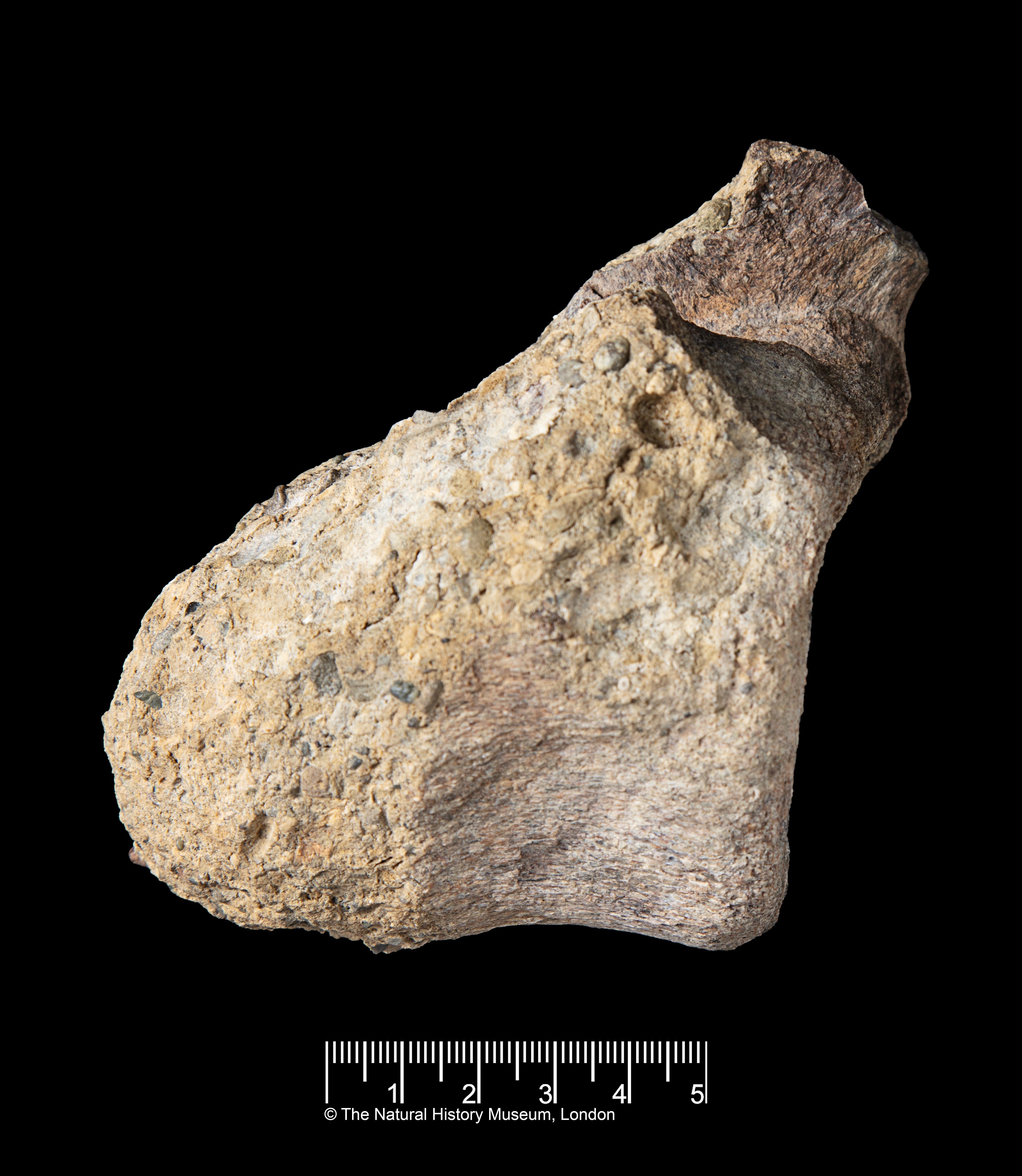The bone comes from the tail of a long-necked, plant-eating dinosaur called a titanosaur. Scientists haven’t yet identified the species it belongs to