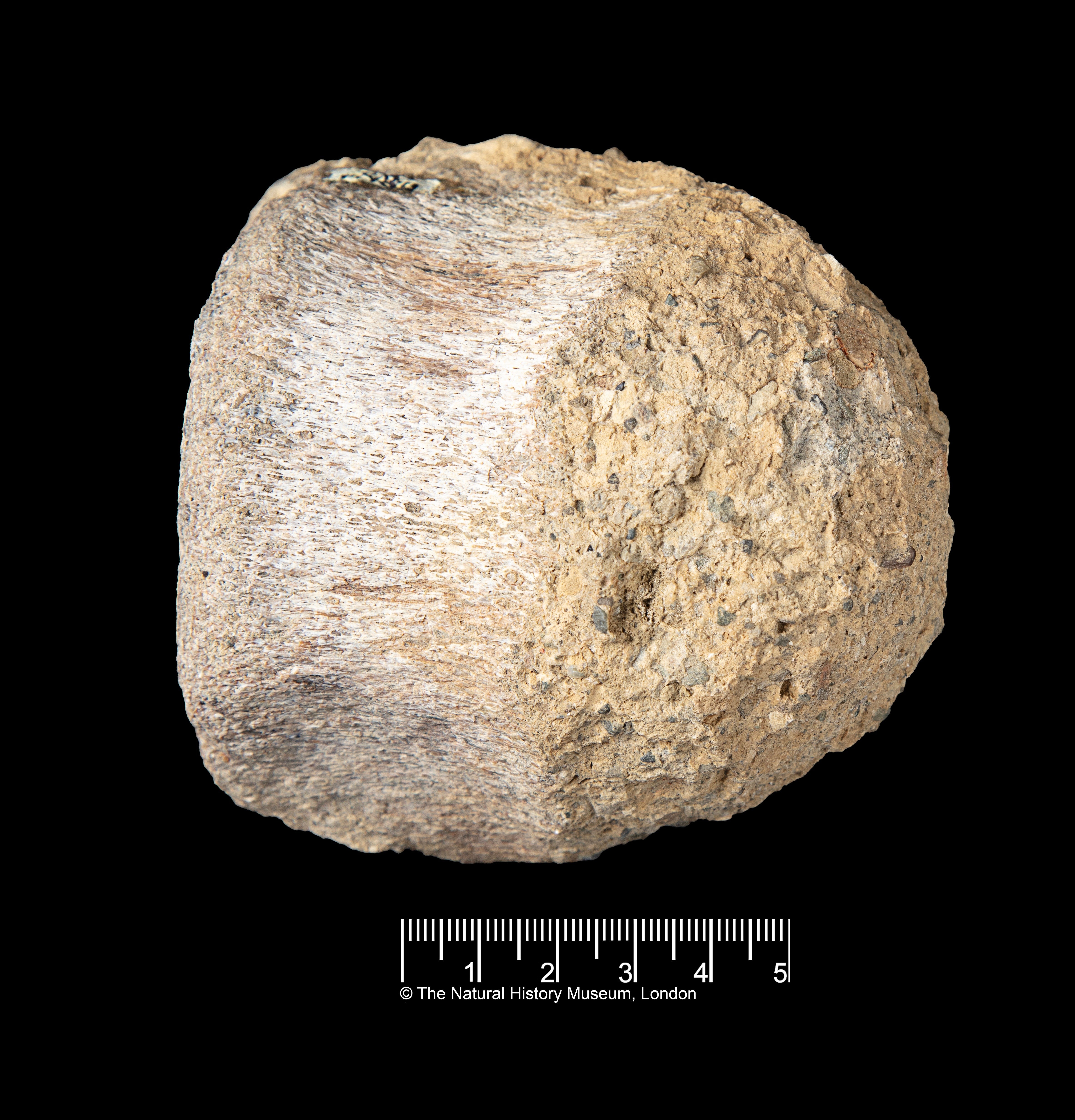 It was discovered in 1985 during an expedition to Antarctica’s James Ross Island and collected by geologist Mike Thomson