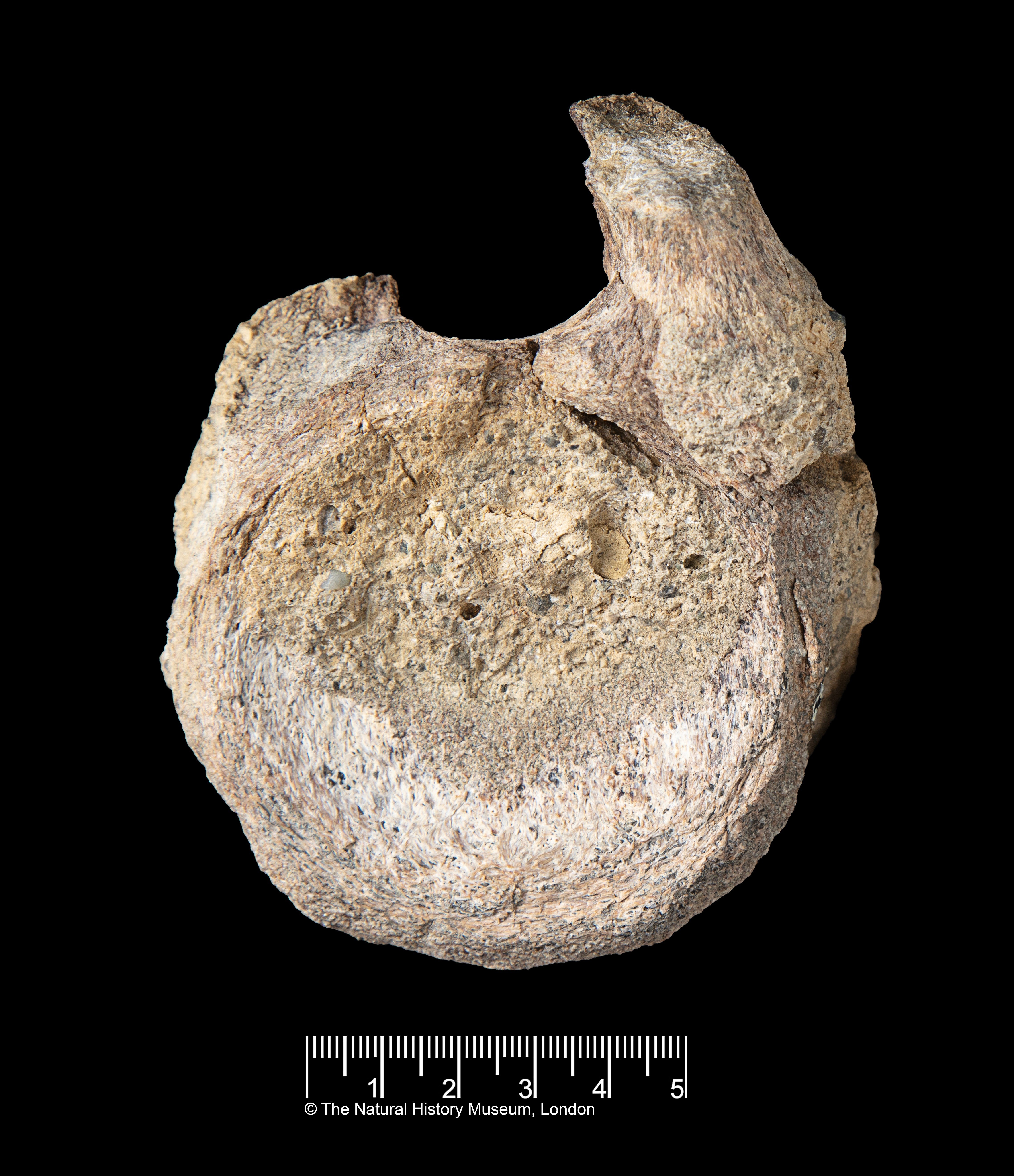Scientists have stumbled on a rare dinosaur fossil from Antarctica, tucked away for decades in a drawer