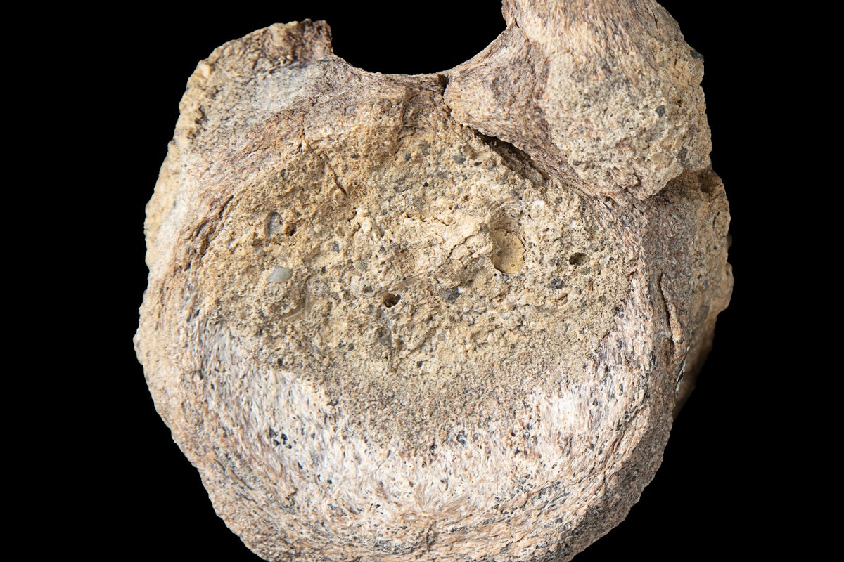 Rare dinosaur fossil from Antarctica rediscovered in drawer after decades
