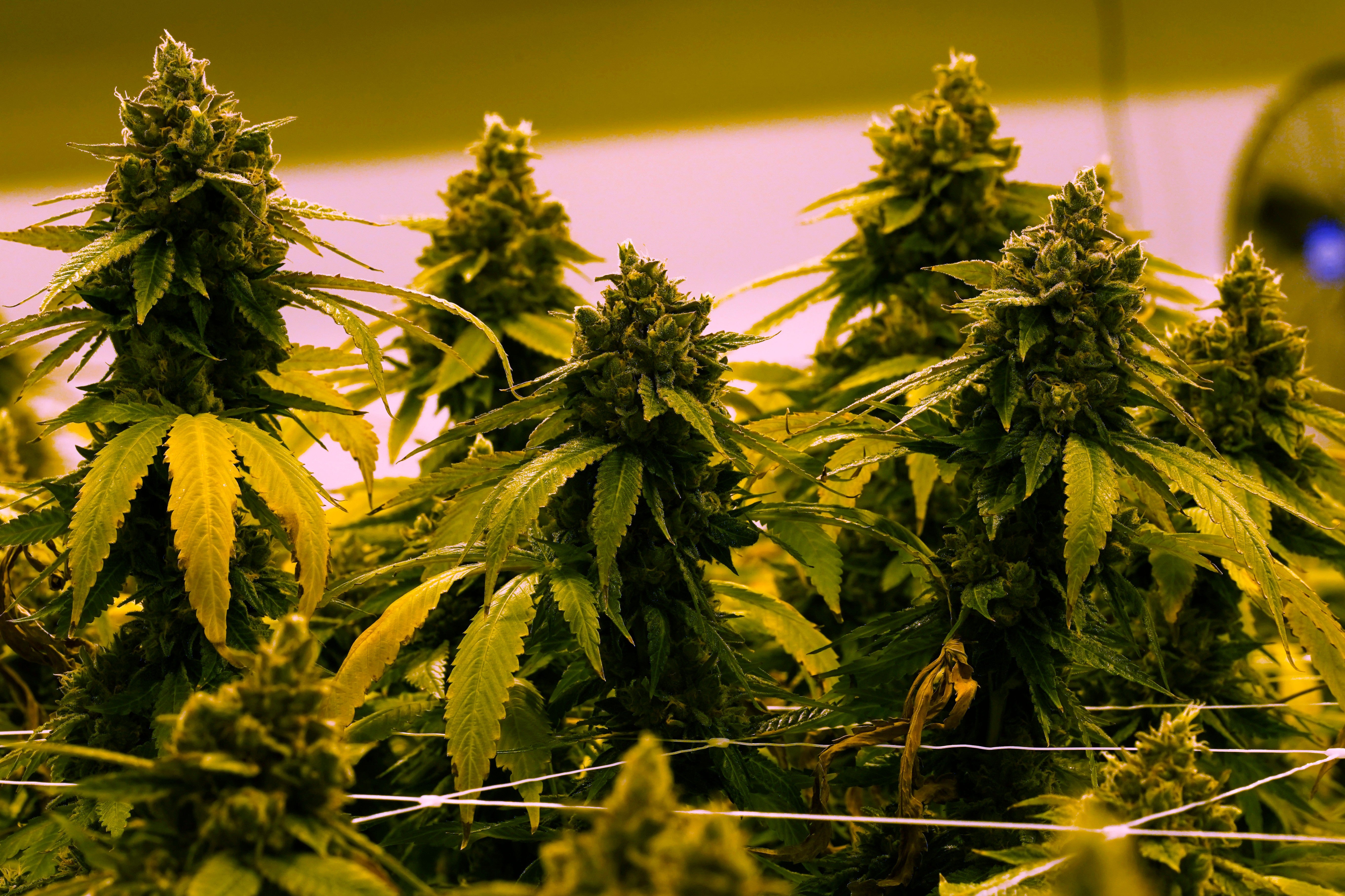 independent.co.uk - Sarah Rankin - Virginia to allow recreational marijuana to be sold in retail stores beginning in 2027