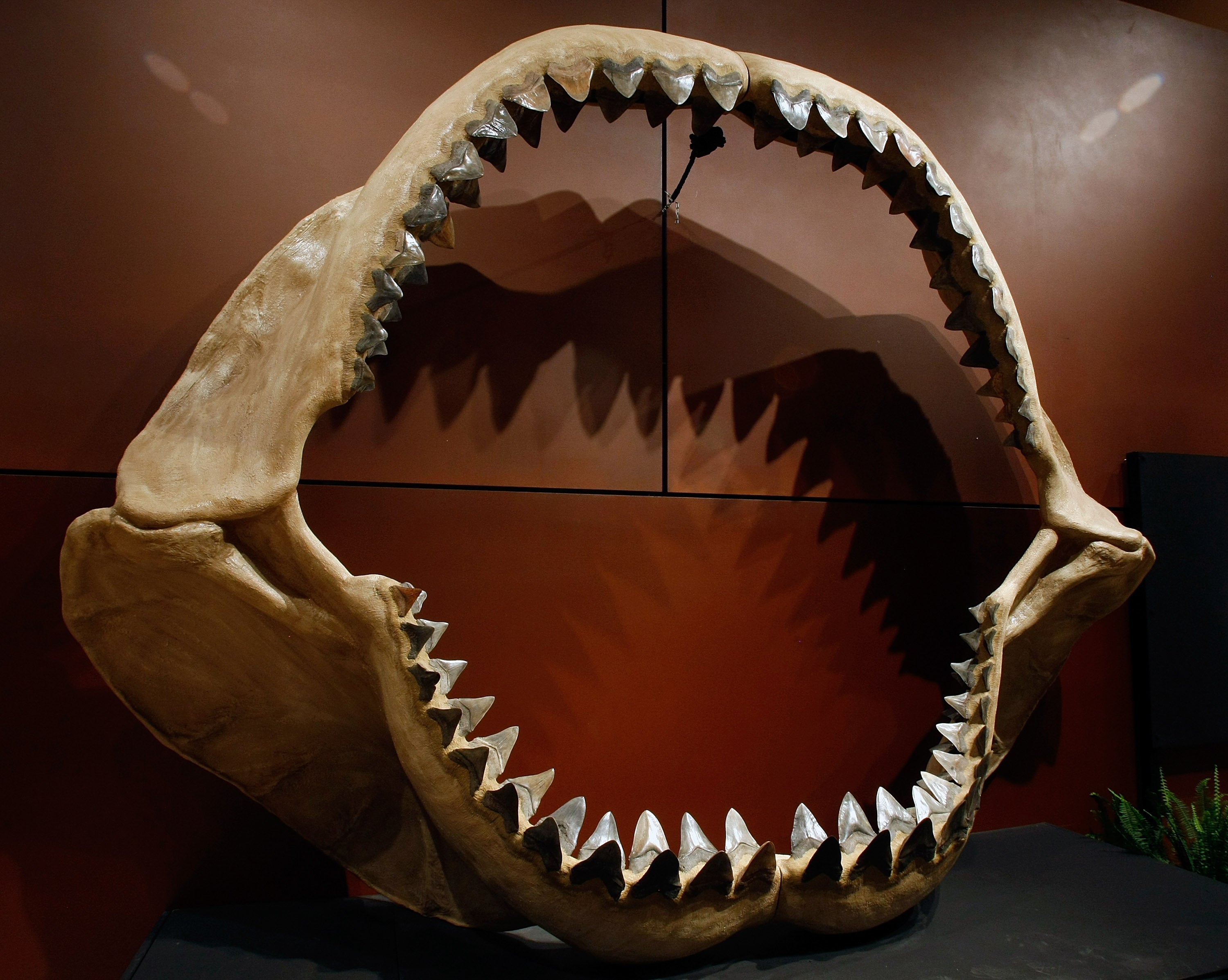 One of the world's largest set of shark jaws comprised of about 180 fossil teeth from the prehistoric species, Carcharocles megalodon, which grew to the size of a school bus