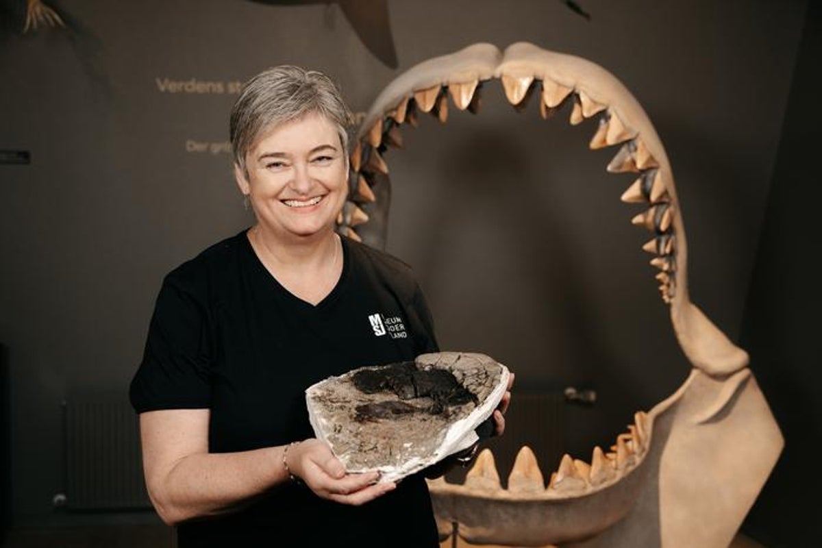 Megalodon fossil confirms true size of massive shark – UK Times Megalodon fossil confirms true size of massive shark – UK Times