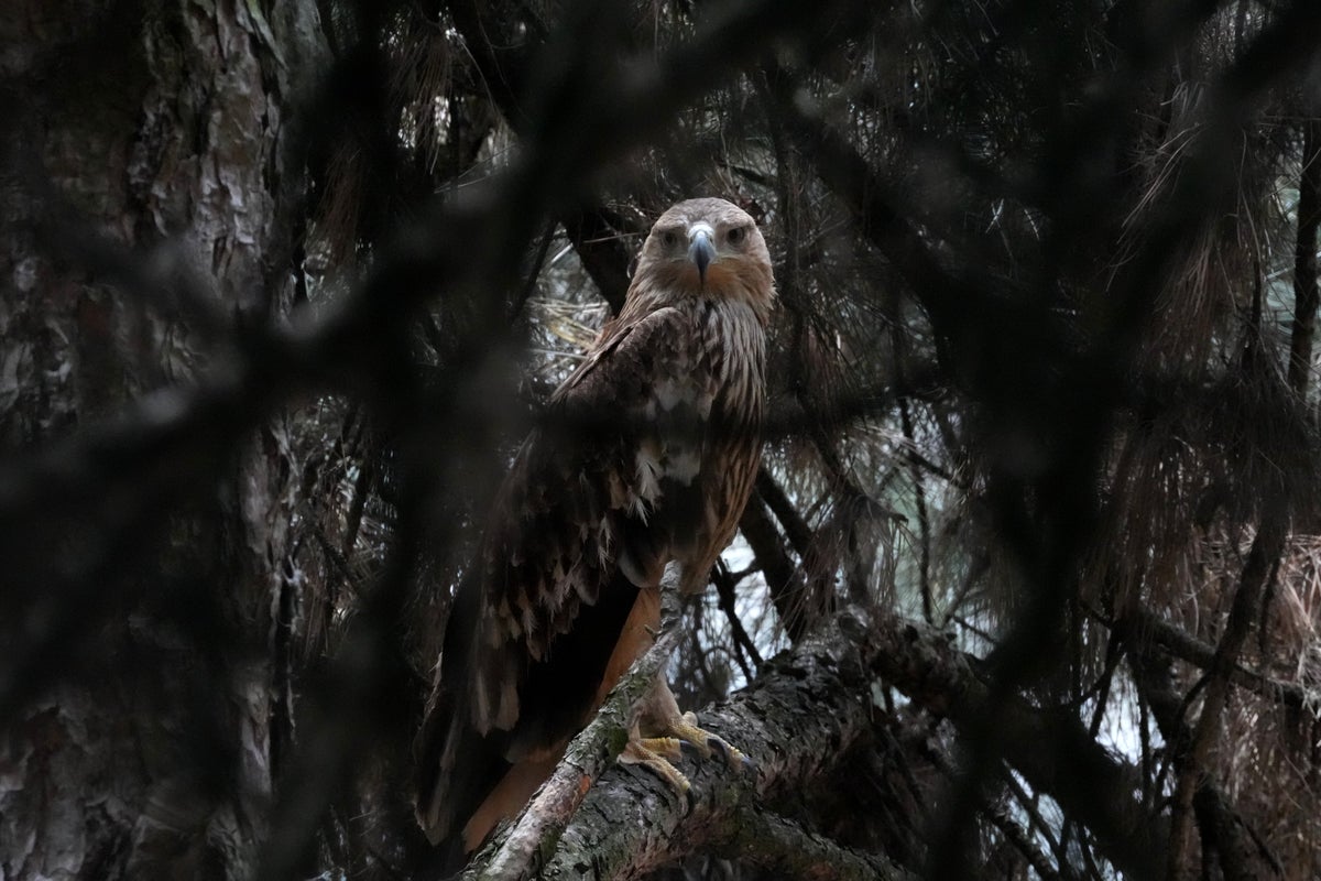 Feliks the eagle returns to Serbia after Middle East kidnapping ordeal