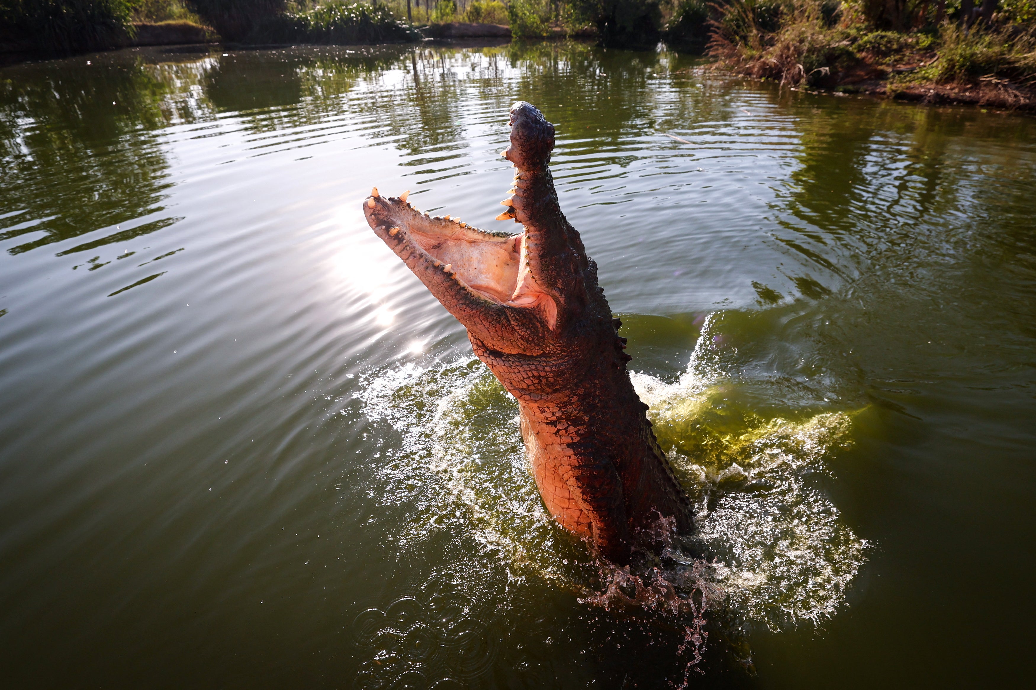 Australian town on high alert after rare saltwater crocodile attack kills dog 660km inland