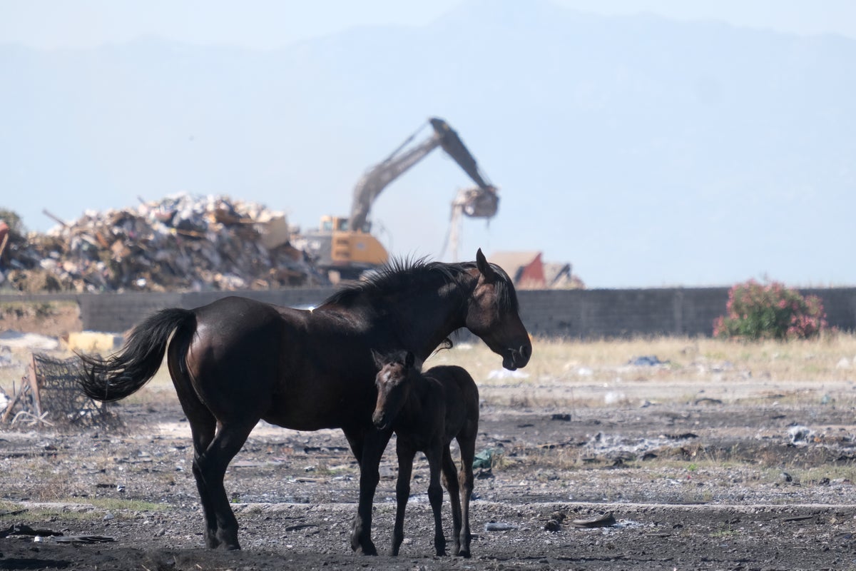 Animal welfare activists in Montenegro raise concerns for horses amid European heat wave