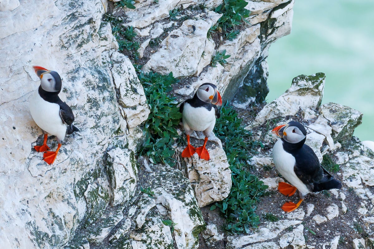 Lundy Island seabird population soars with puffins thriving after rat removal