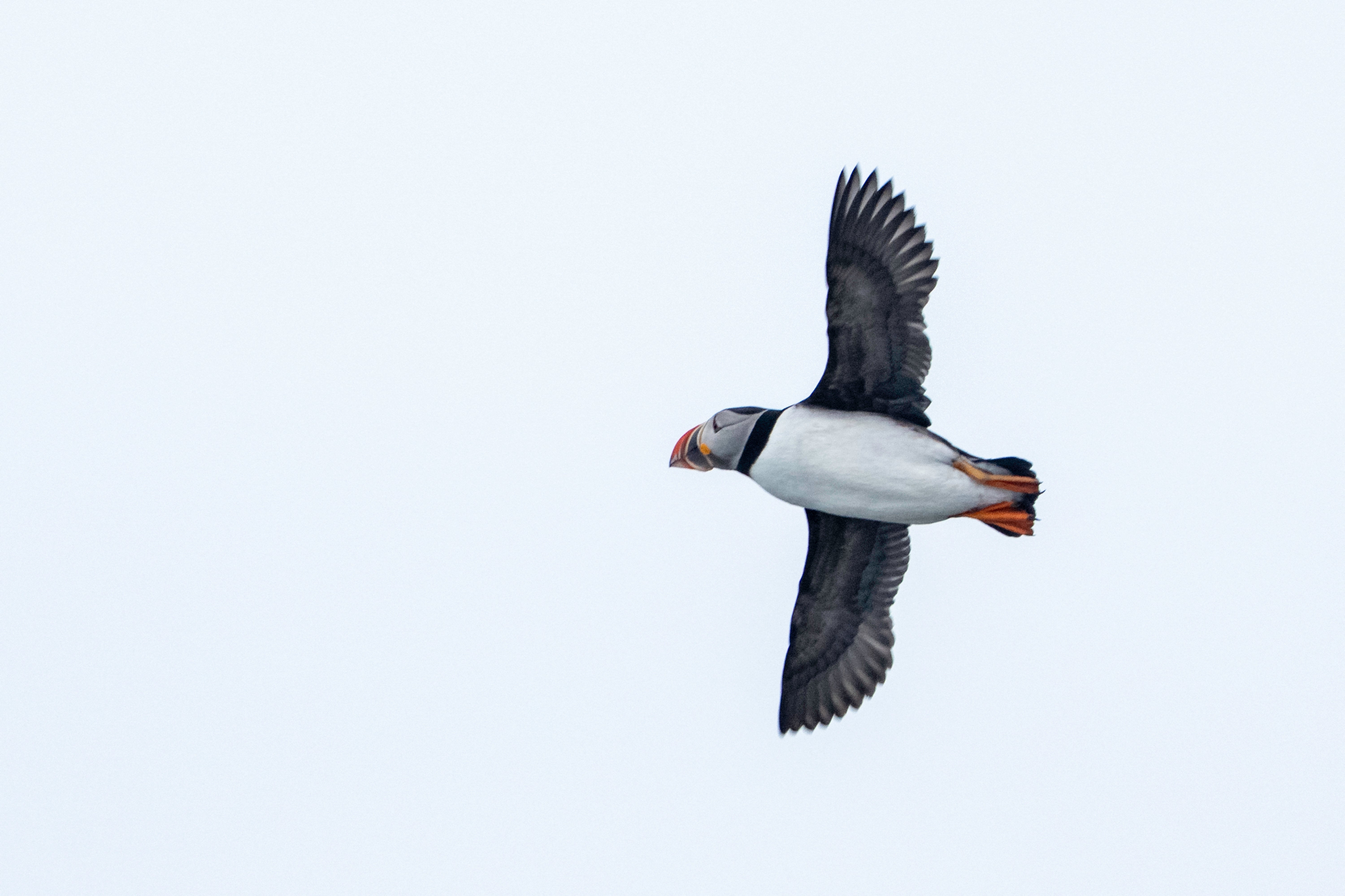 Puffins were once on the verge of extinction on the island (AFP/Getty)