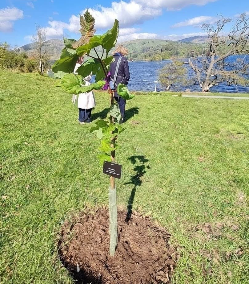 The sapling was planted at Wray Castle just two months ago (National Trust)