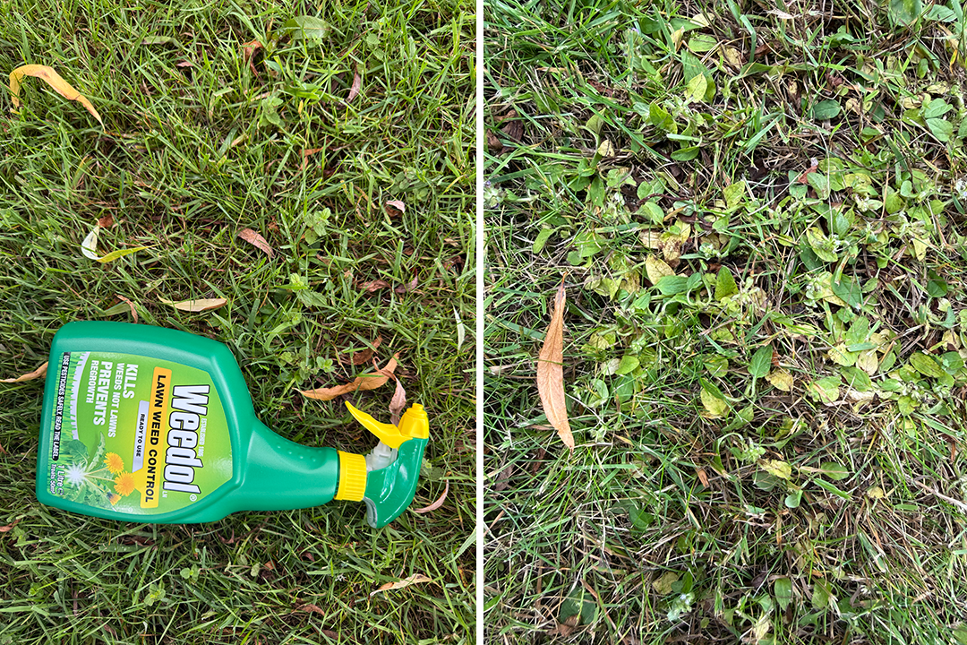 Before and after using the Weedol lawn weedkiller (Zoe Phillimore/The Independent)