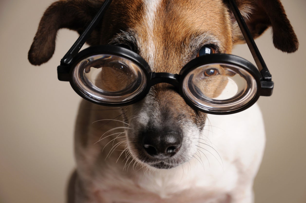 While we think of perfect vision in humans as being 20/20, typical vision in dogs is probably closer to 20/75