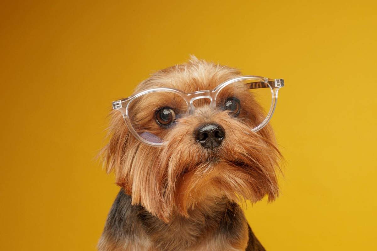 Do dogs really see only in black and white? Scientists have the answer – UK Times Do dogs really see only in black and white? Scientists have the answer – UK Times