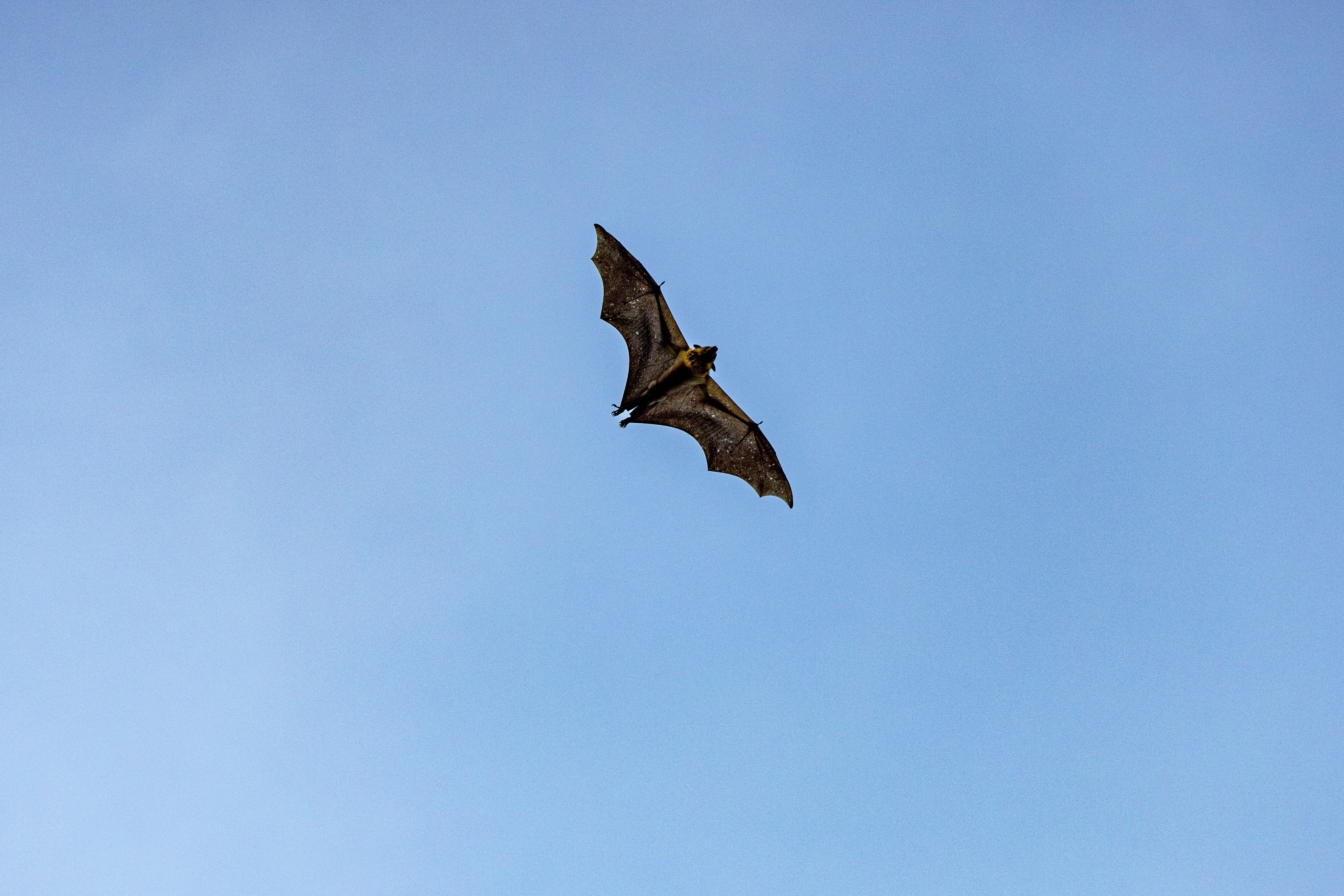 11-year-old Canadian boy dies of rabies after bat bite with no visible wounds