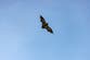 Boy, 11, had no visible wounds but died from rabies transmitted by bat
