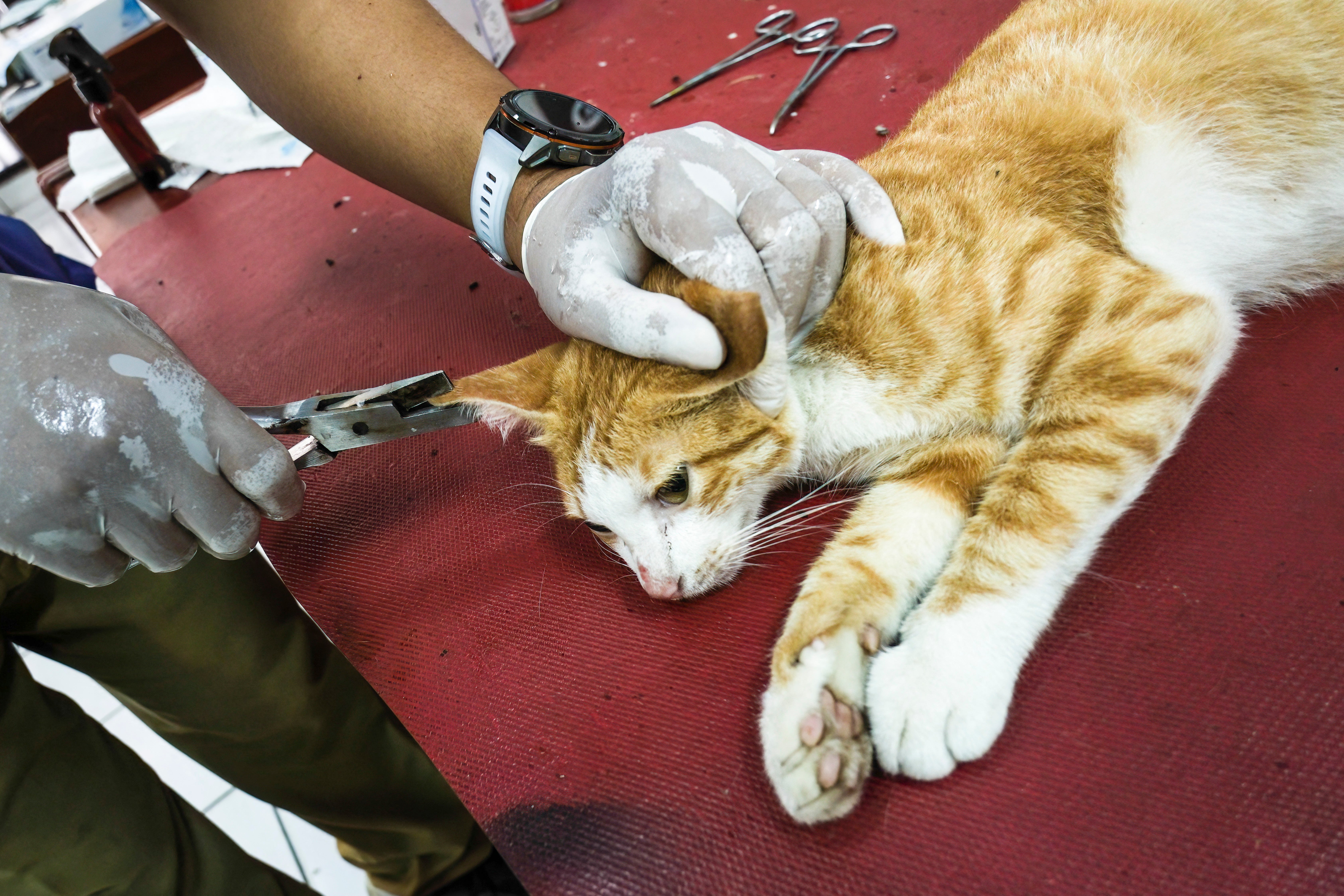 Animal health worker marking a neutered stray cat