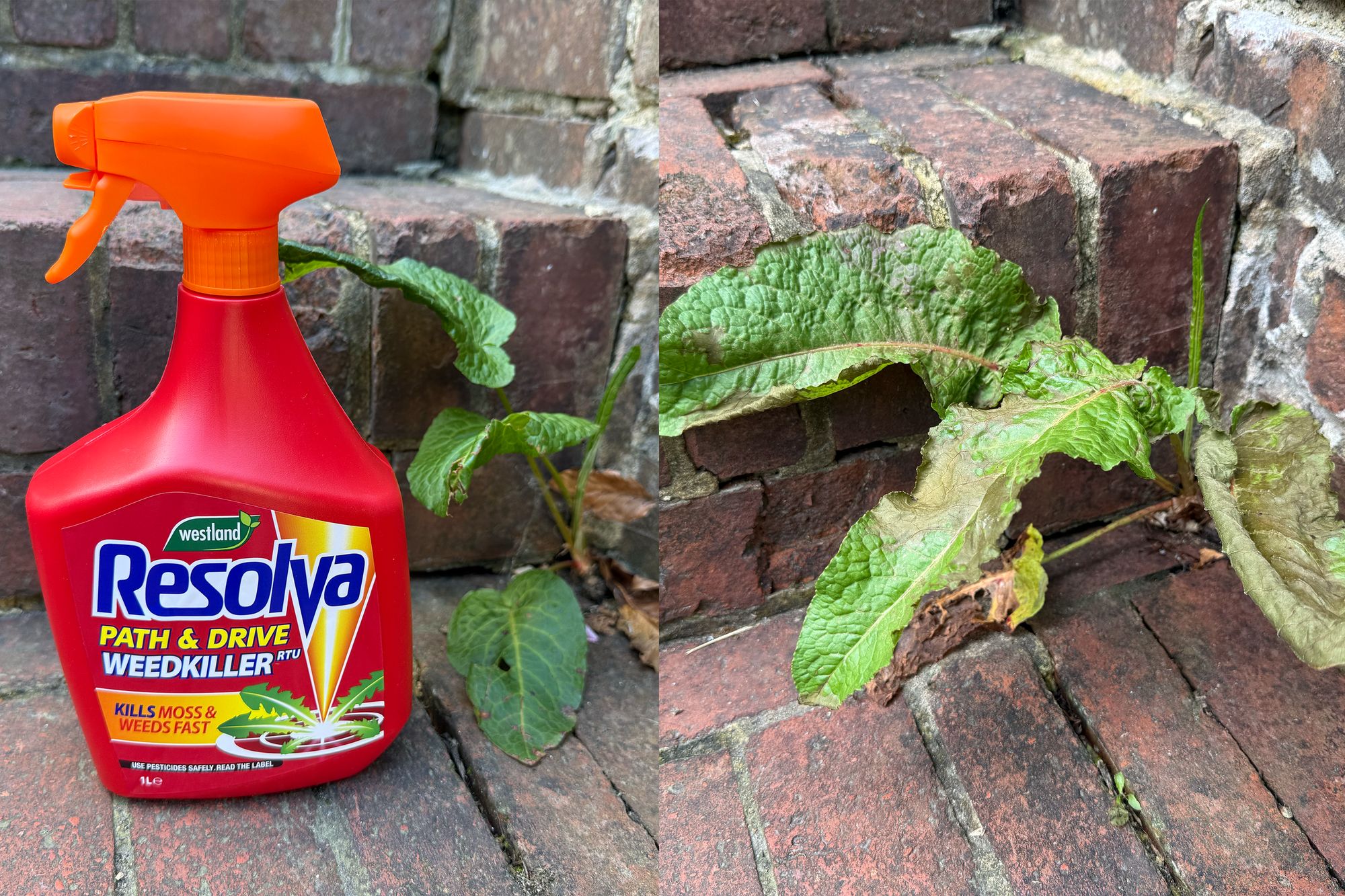 Before and after on this weed (Zoe Phillimore/The Independent)