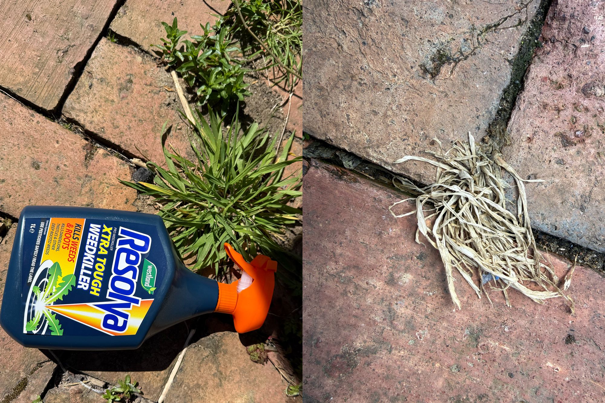 This worked on the most stubborn weeds (Zoe Phillimore/The Independent)