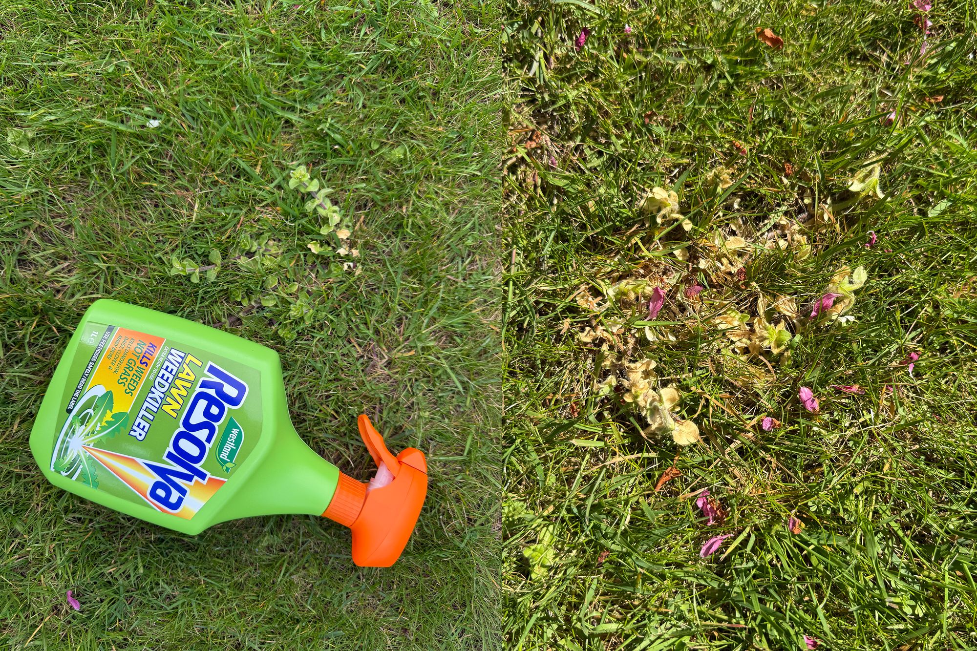 Before and after on my lawn (Zoe Phillimore/The Independent)