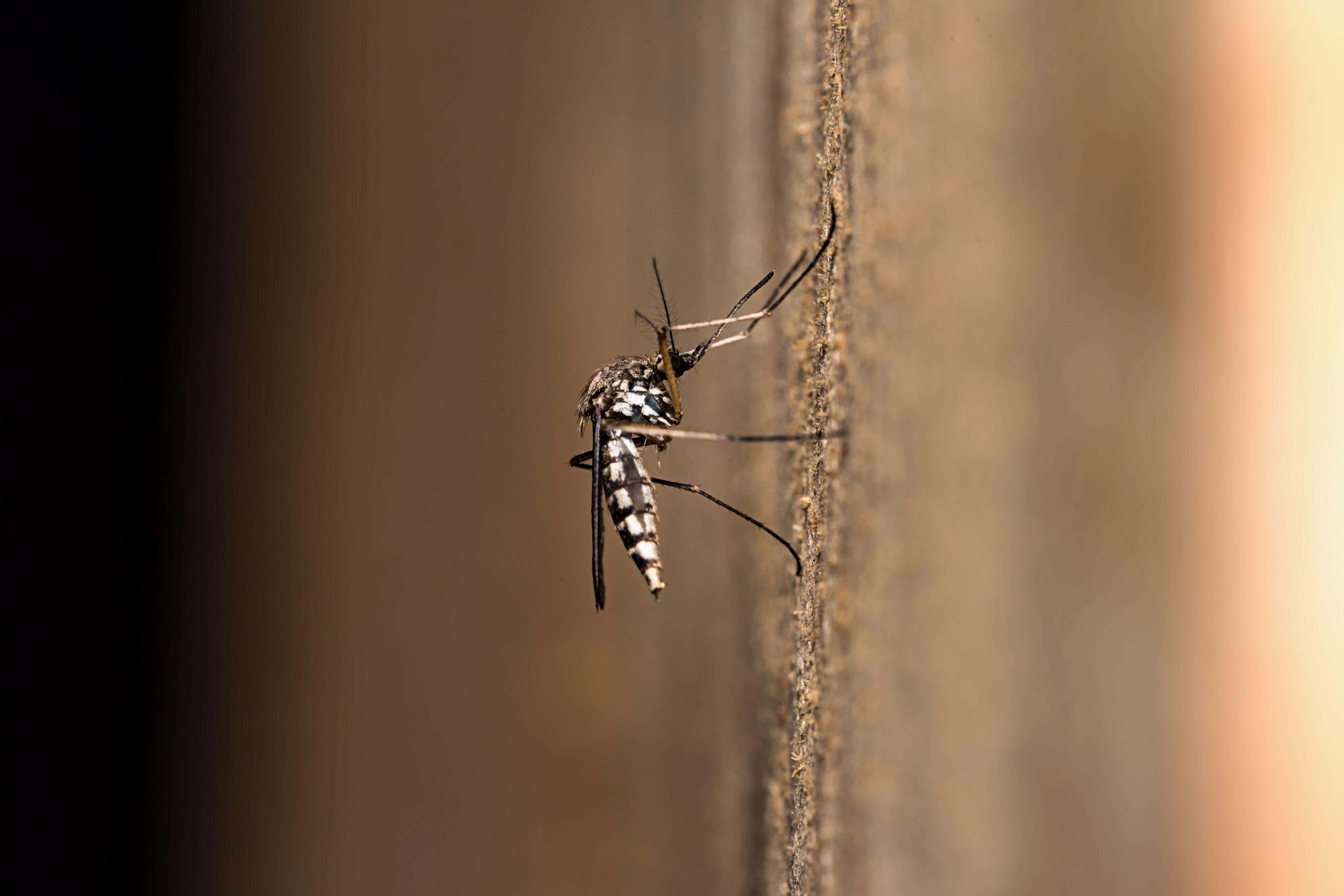 Unusually warm weather has allowed for mosquito populations in the UK to thrive