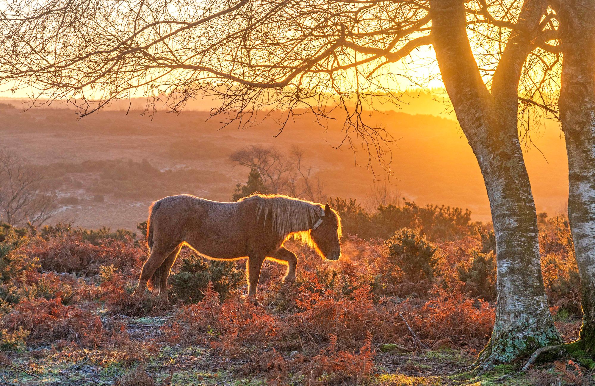 Beloved New Forest ponies die as deadly equine flu outbreak hits national park for first time in 30 years