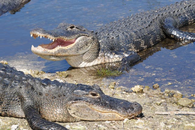There is no good evidence that crocodilians develop a particular taste for human flesh after an attack.