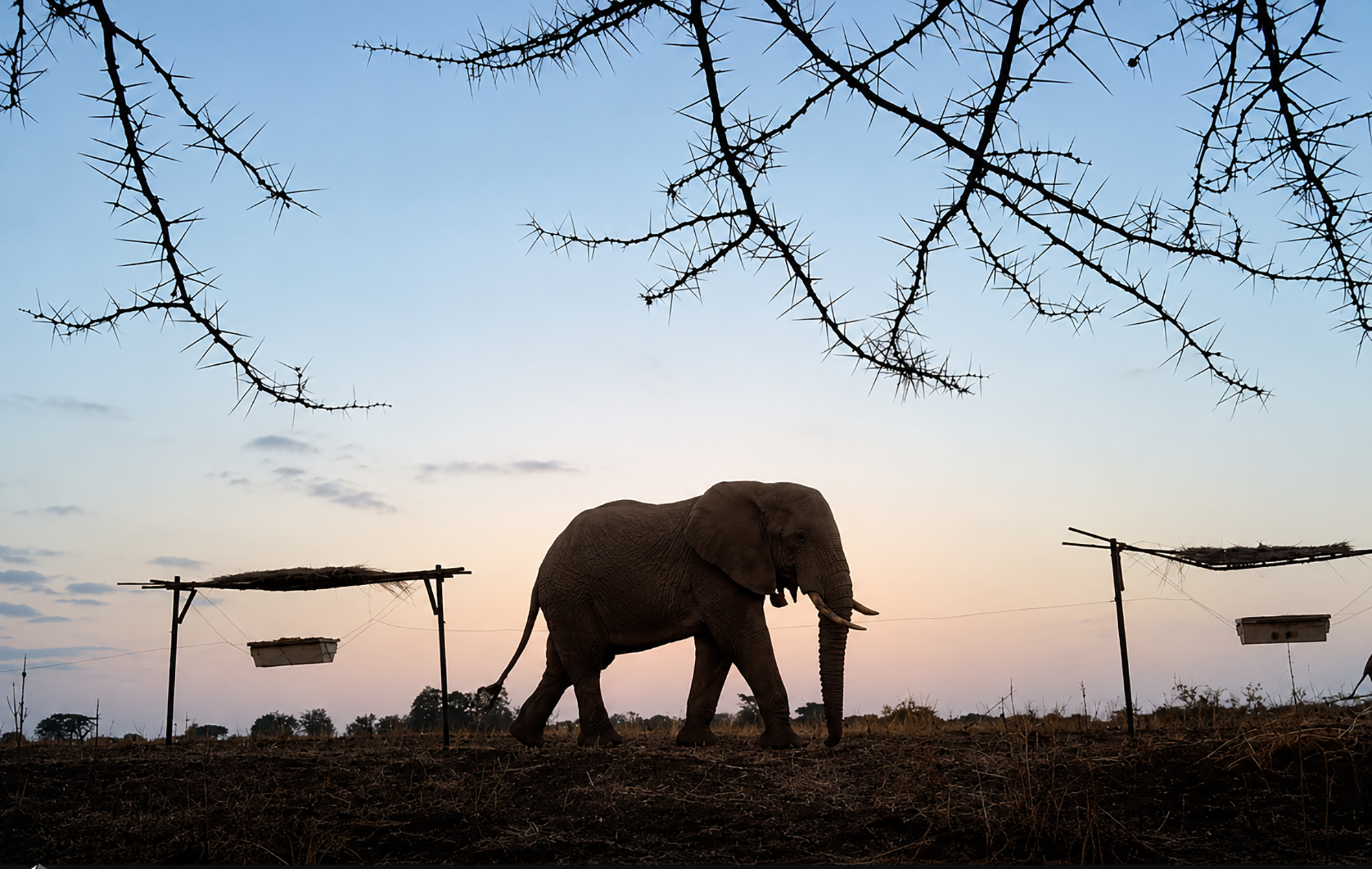 Beehive fences keep elephants away from crops in Tanzania