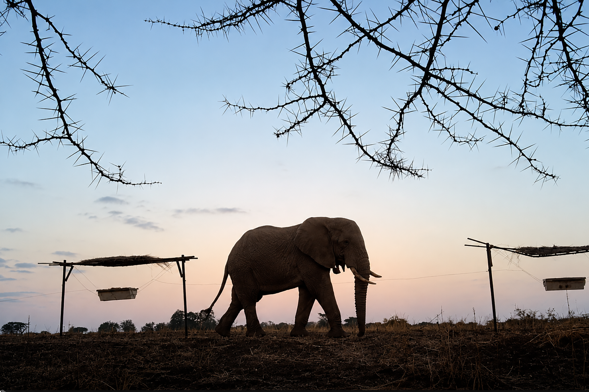 Beehive fences keep elephants away from crops in Tanzania (Tanzanian Elephant Foundation)