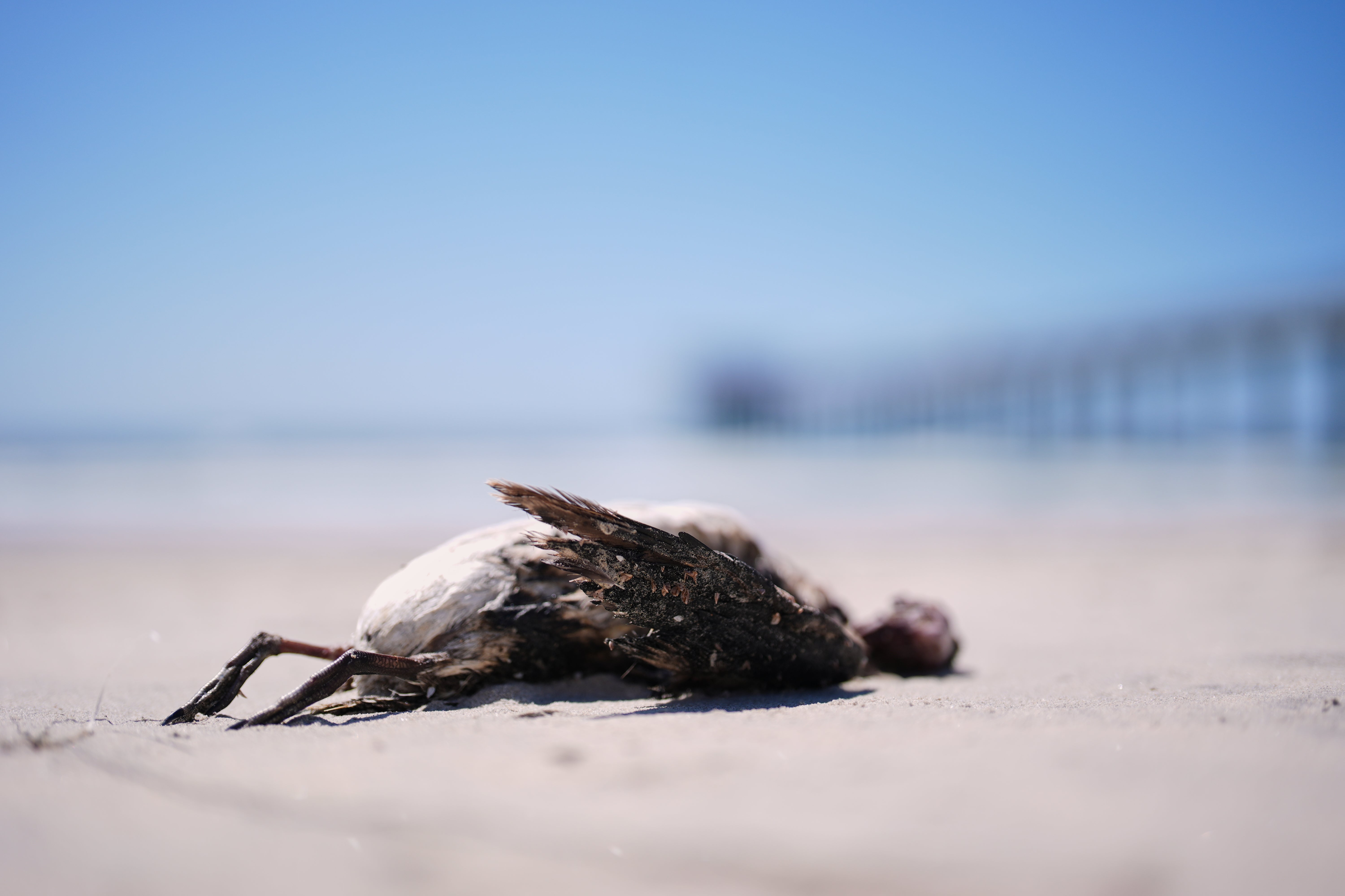 サンディエゴで死にかけている海鳥の調査中、スクリップス桟橋近くの浜辺で休むウミガラス