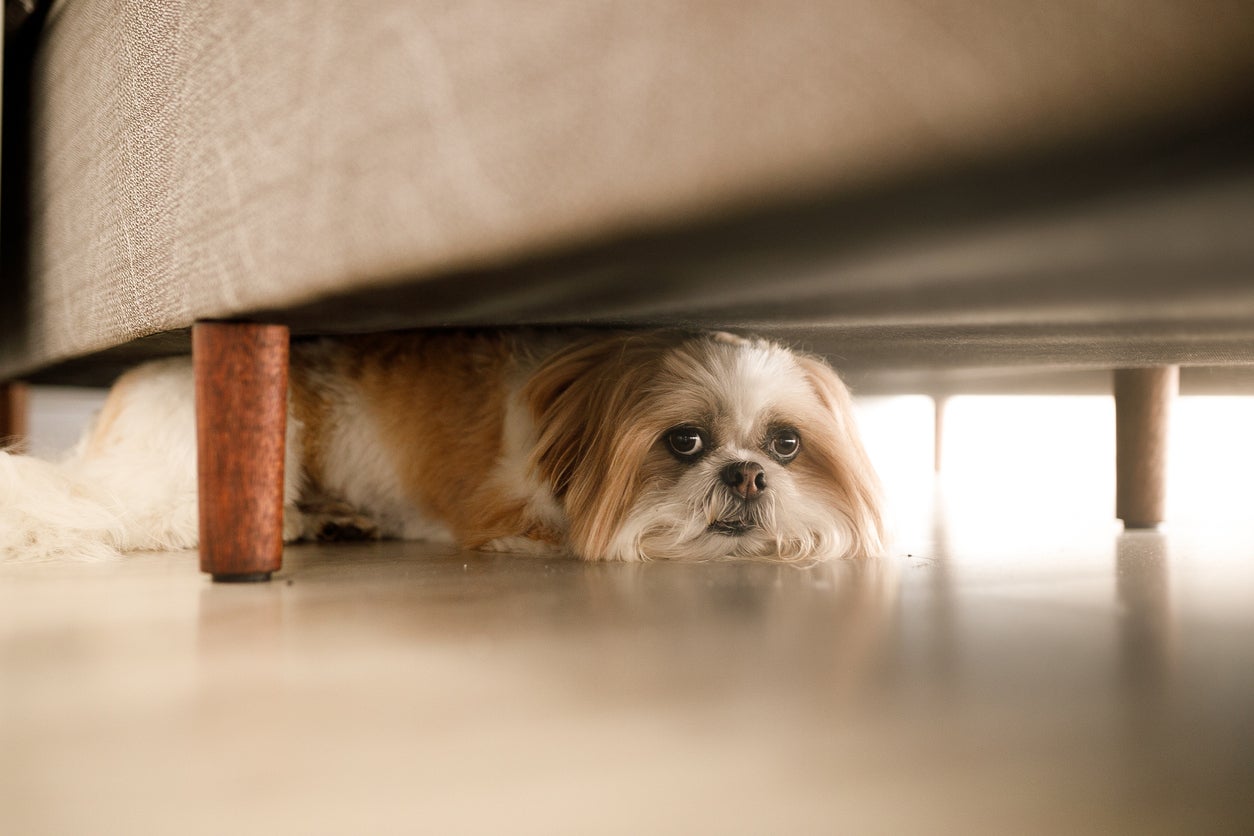 How a dog responds to noises may be influenced by breed