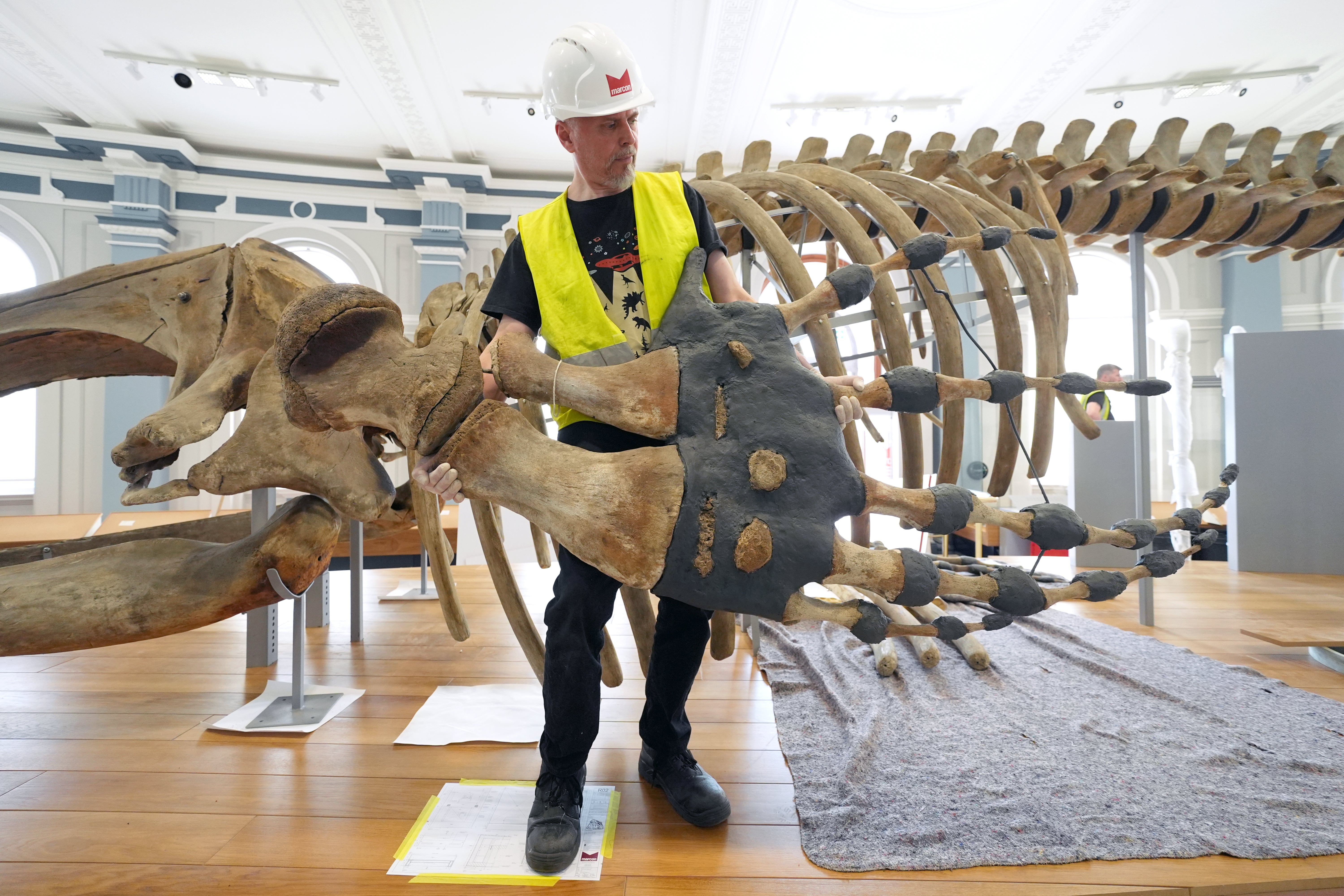 119-Year-Old Whale Skeleton Returns to Hull Maritime Museum