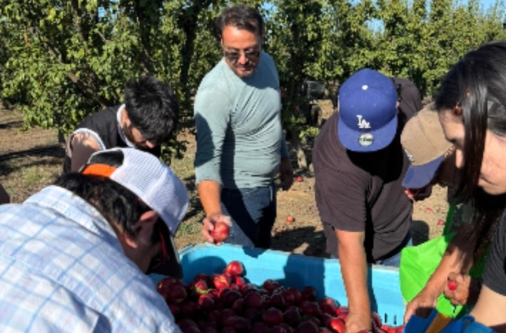 A California farmer has started giving away roughly 125,000 pounds of nectarines for free after being sued for selling his produce